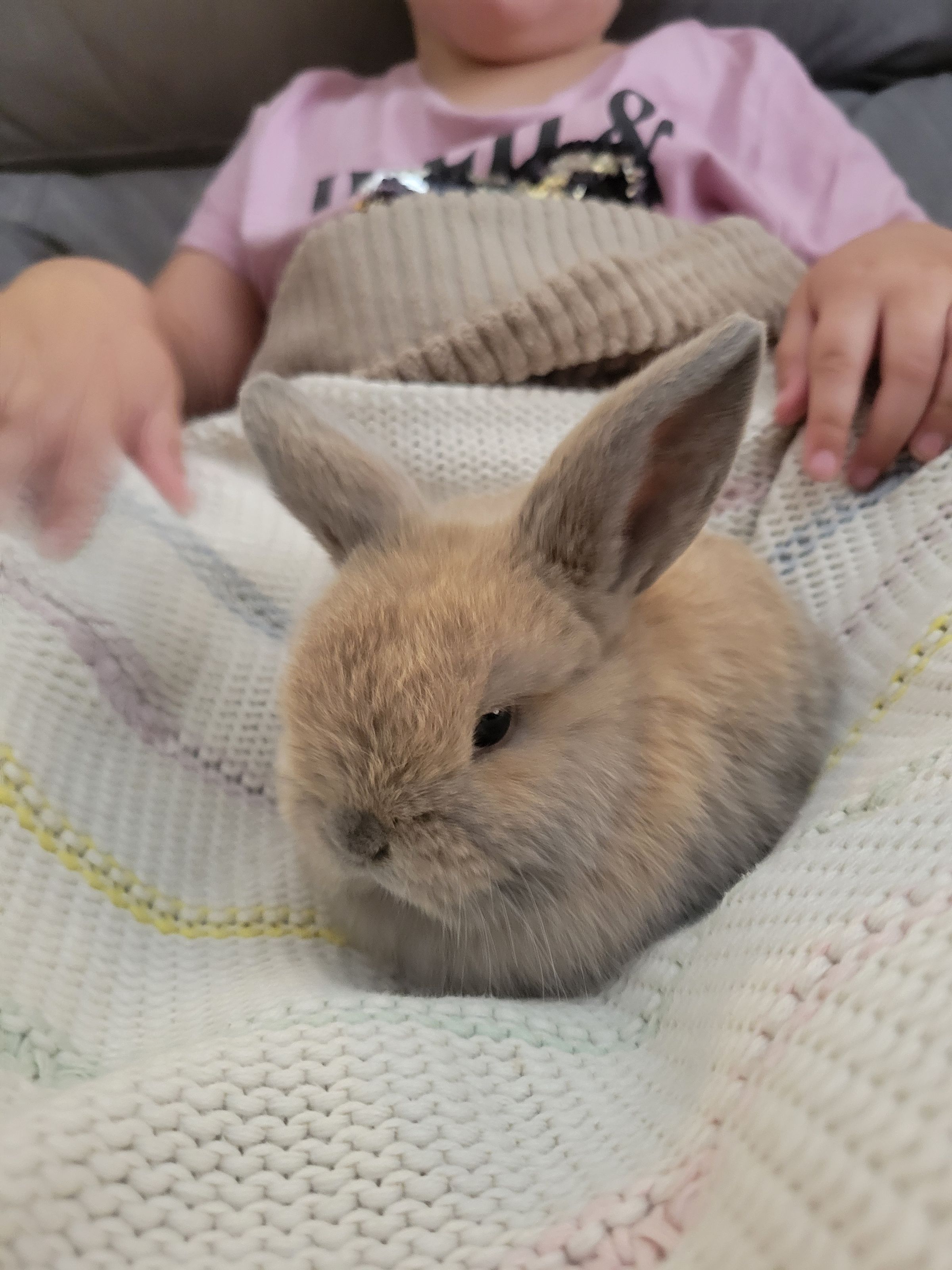 Holland Hoppers's image