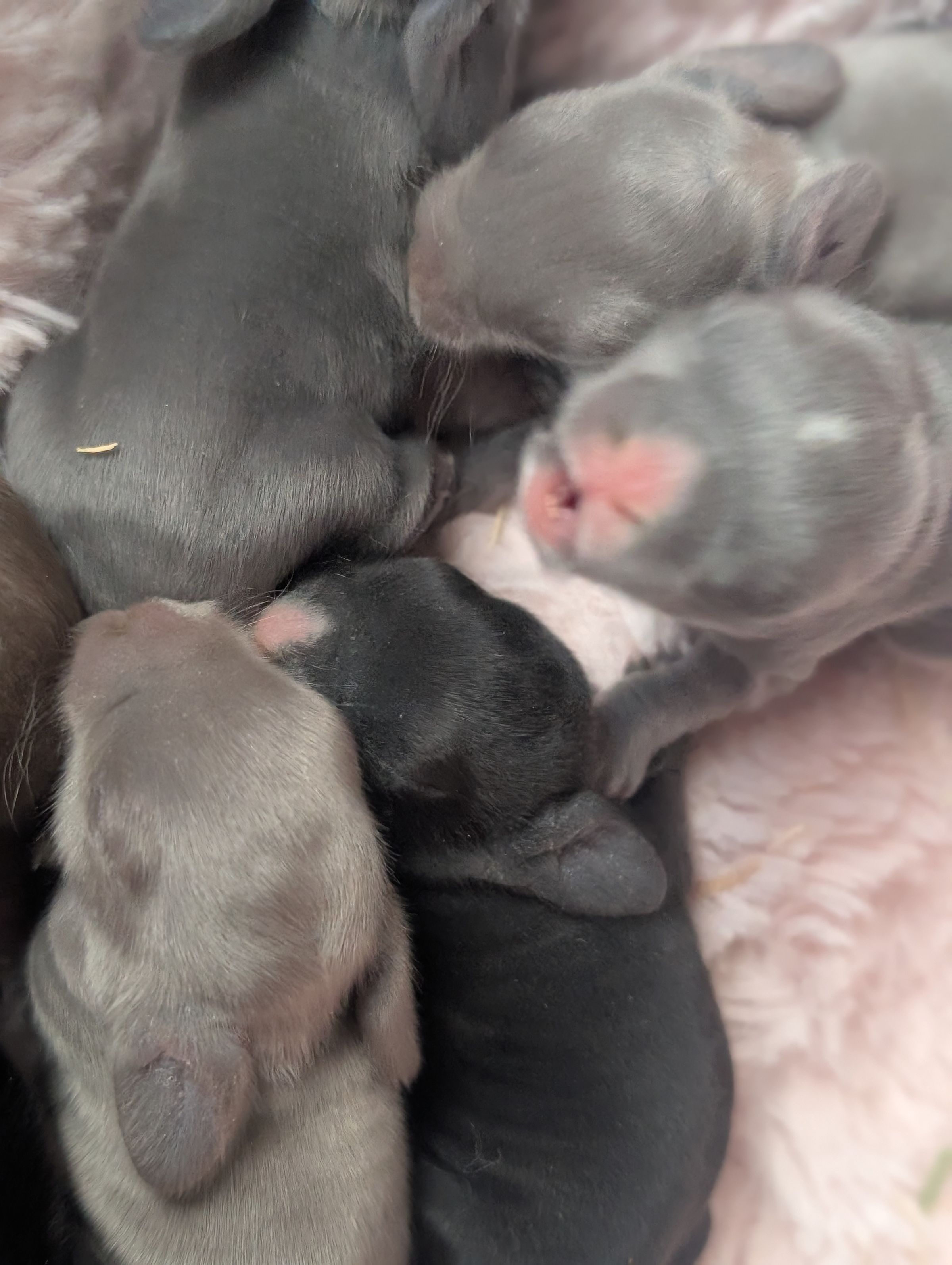 Holland Hoppers's image