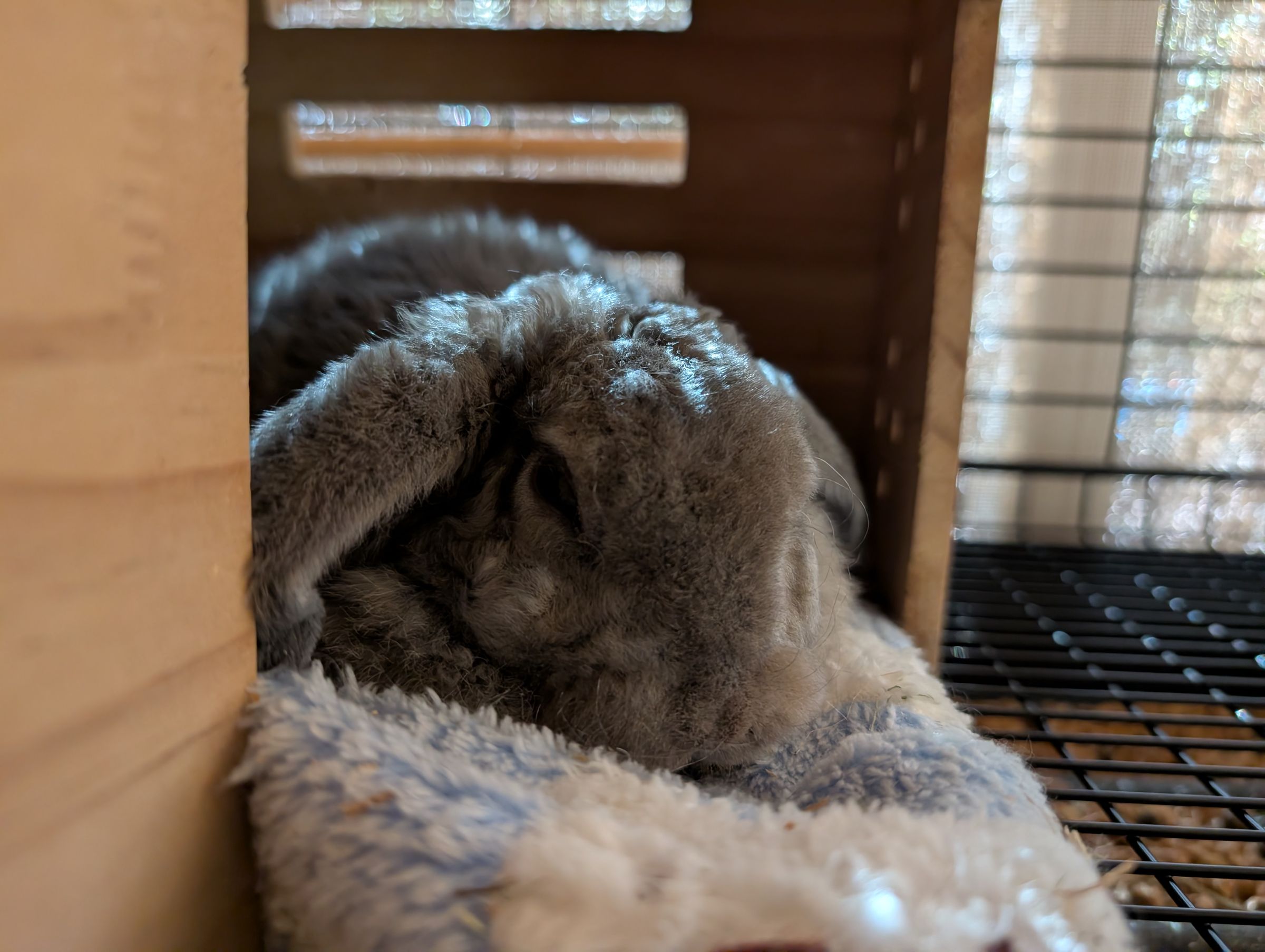 Holland Hoppers's image