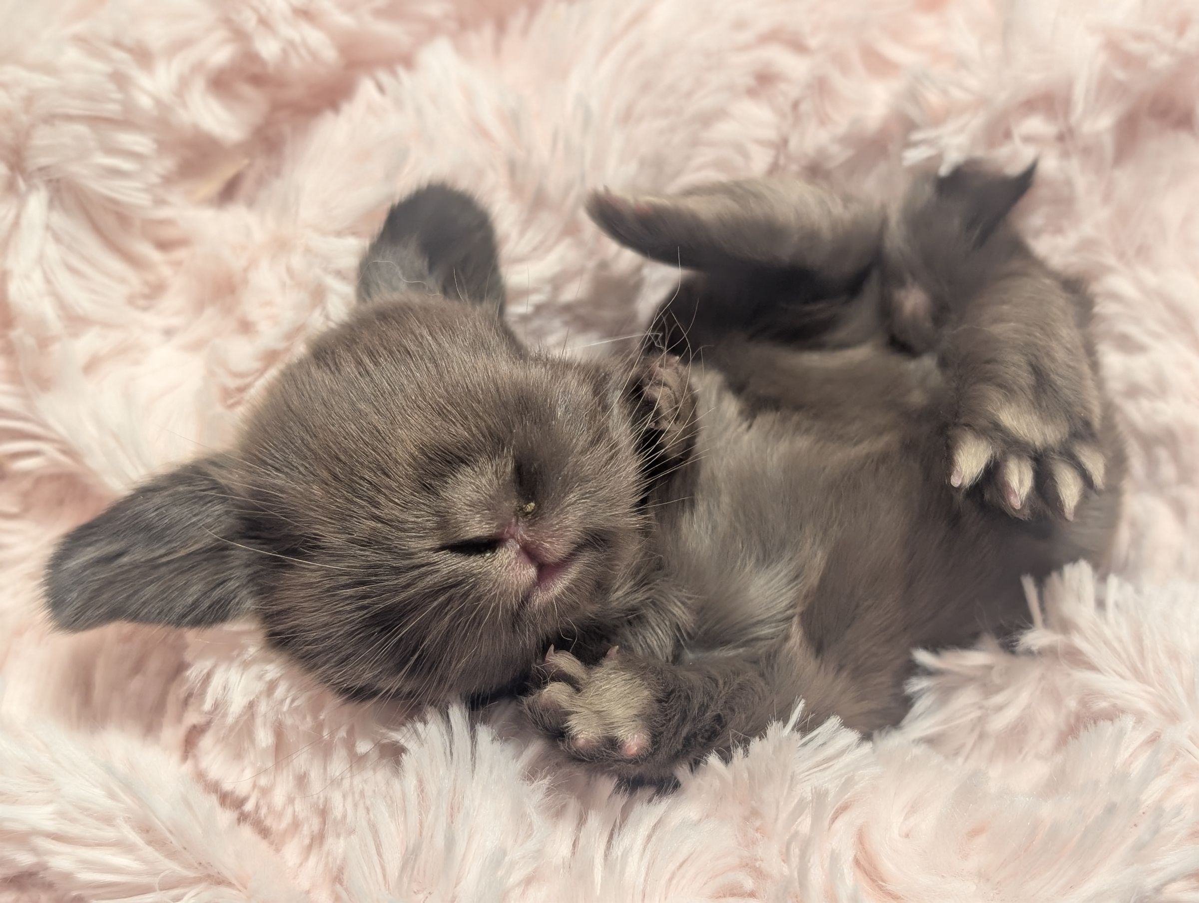 Holland Hoppers's image