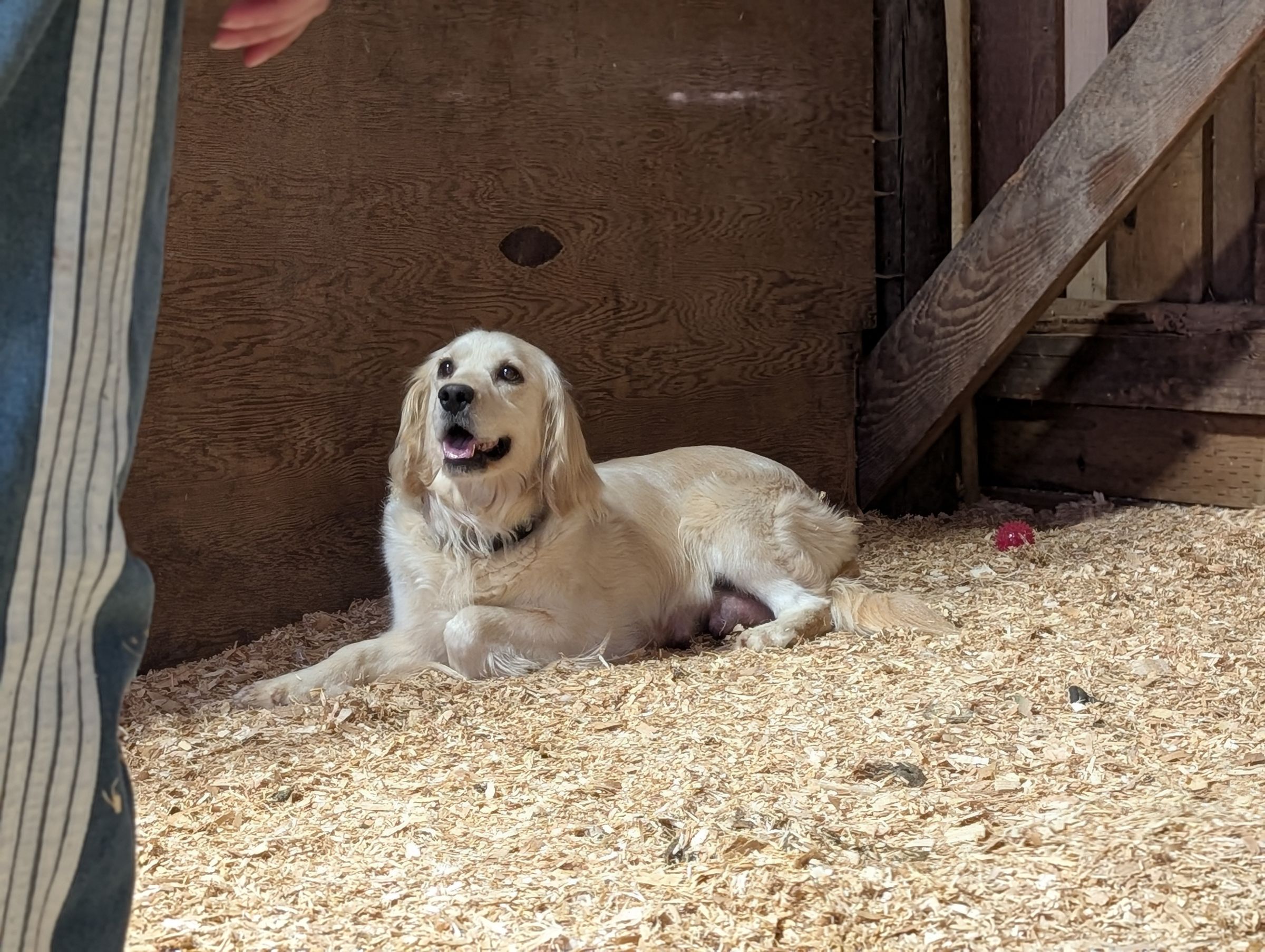 Holland Hoppers's image