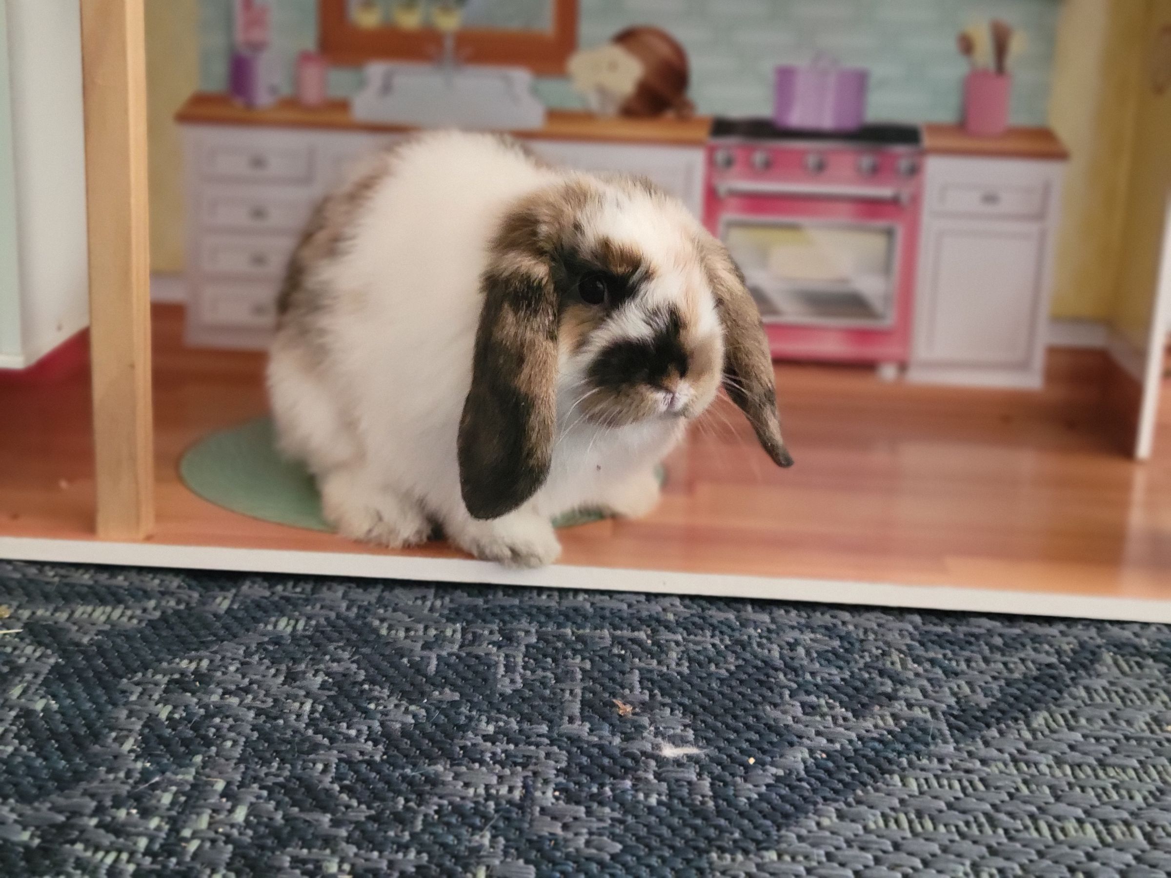 Holland Hoppers's image