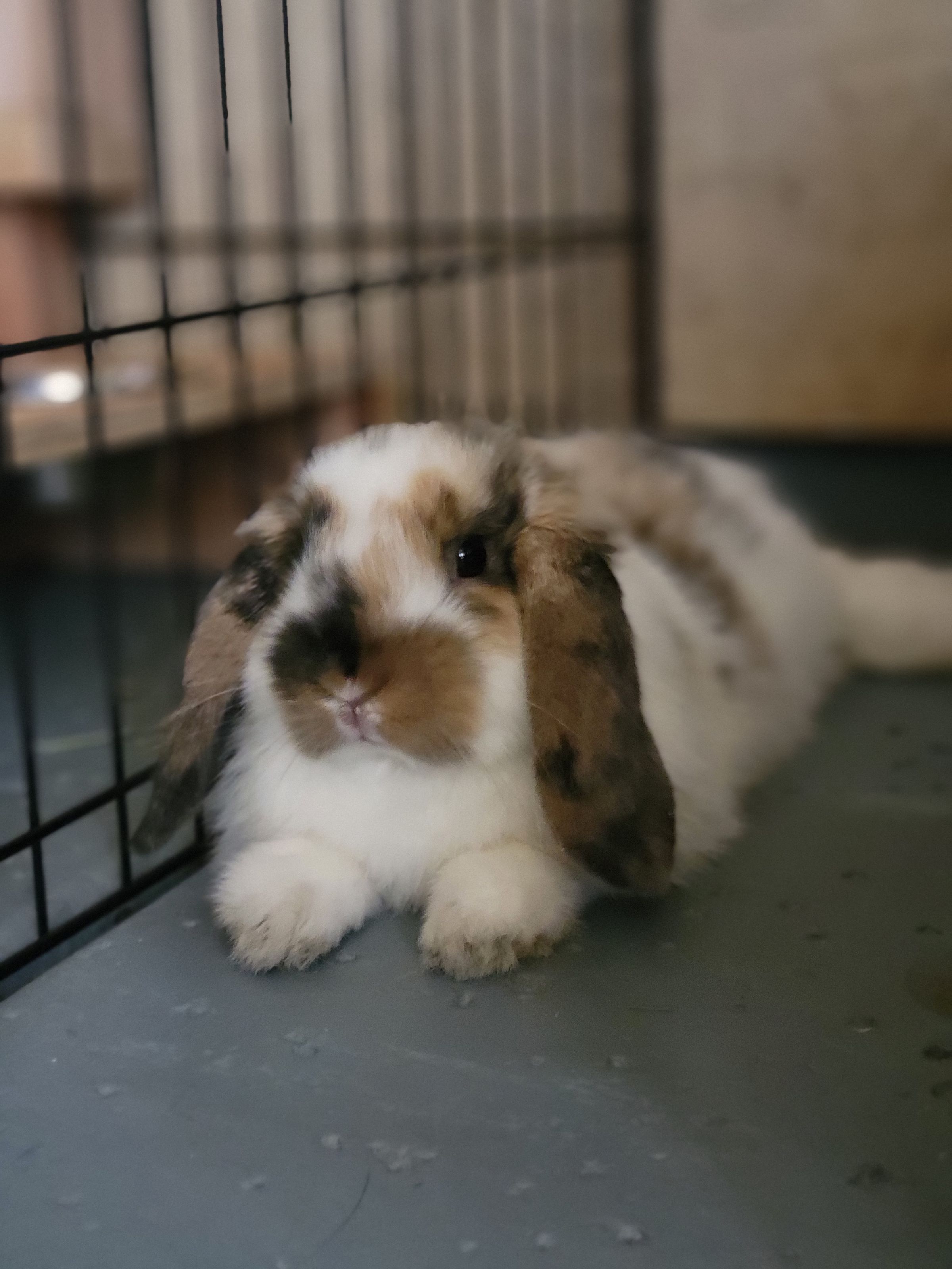 Holland Hoppers's image