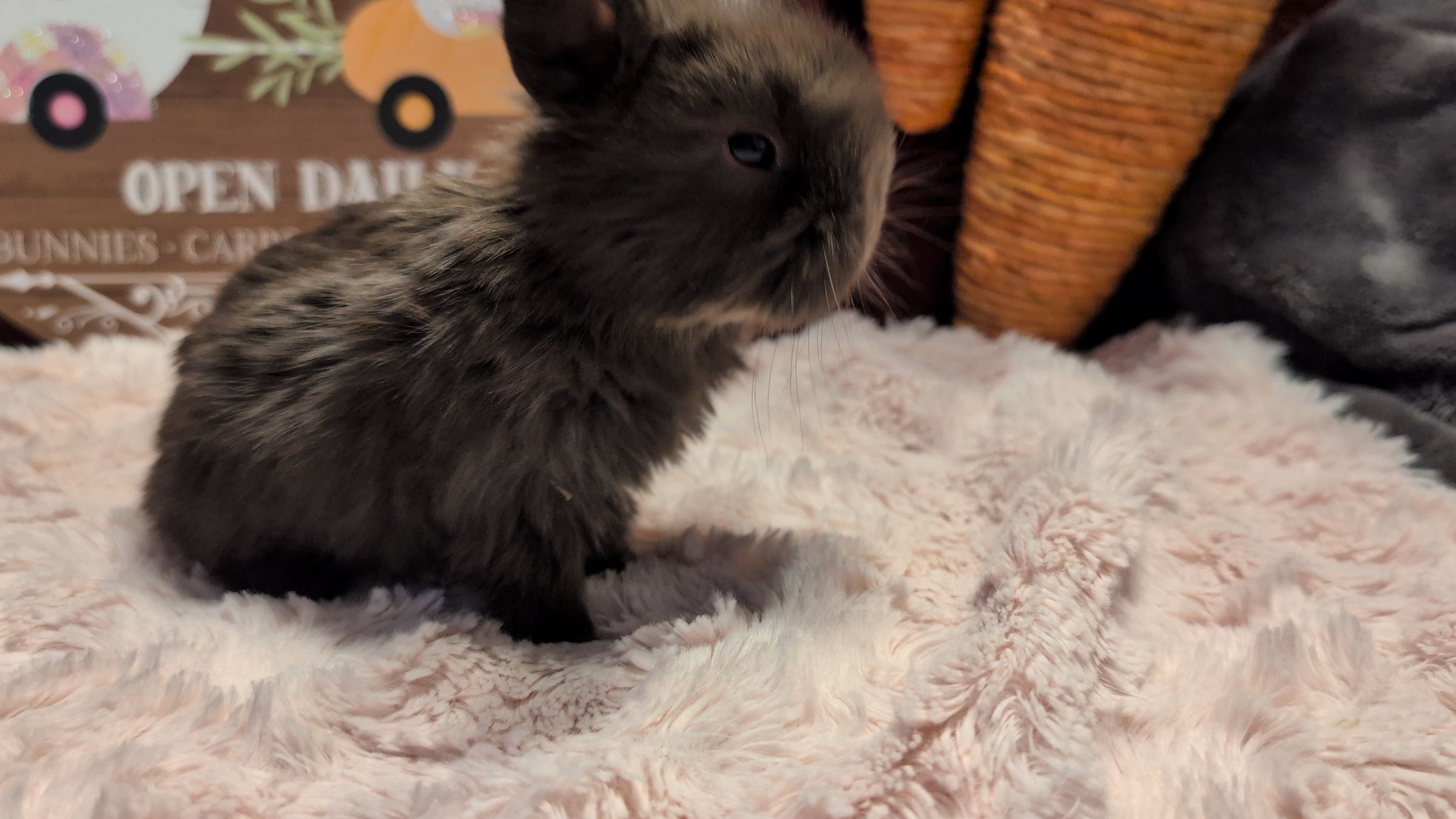 Holland Hoppers's image