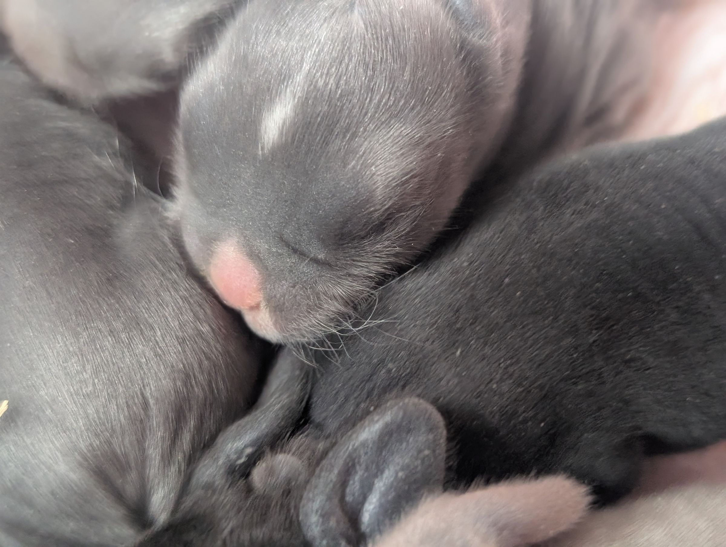 Holland Hoppers's image