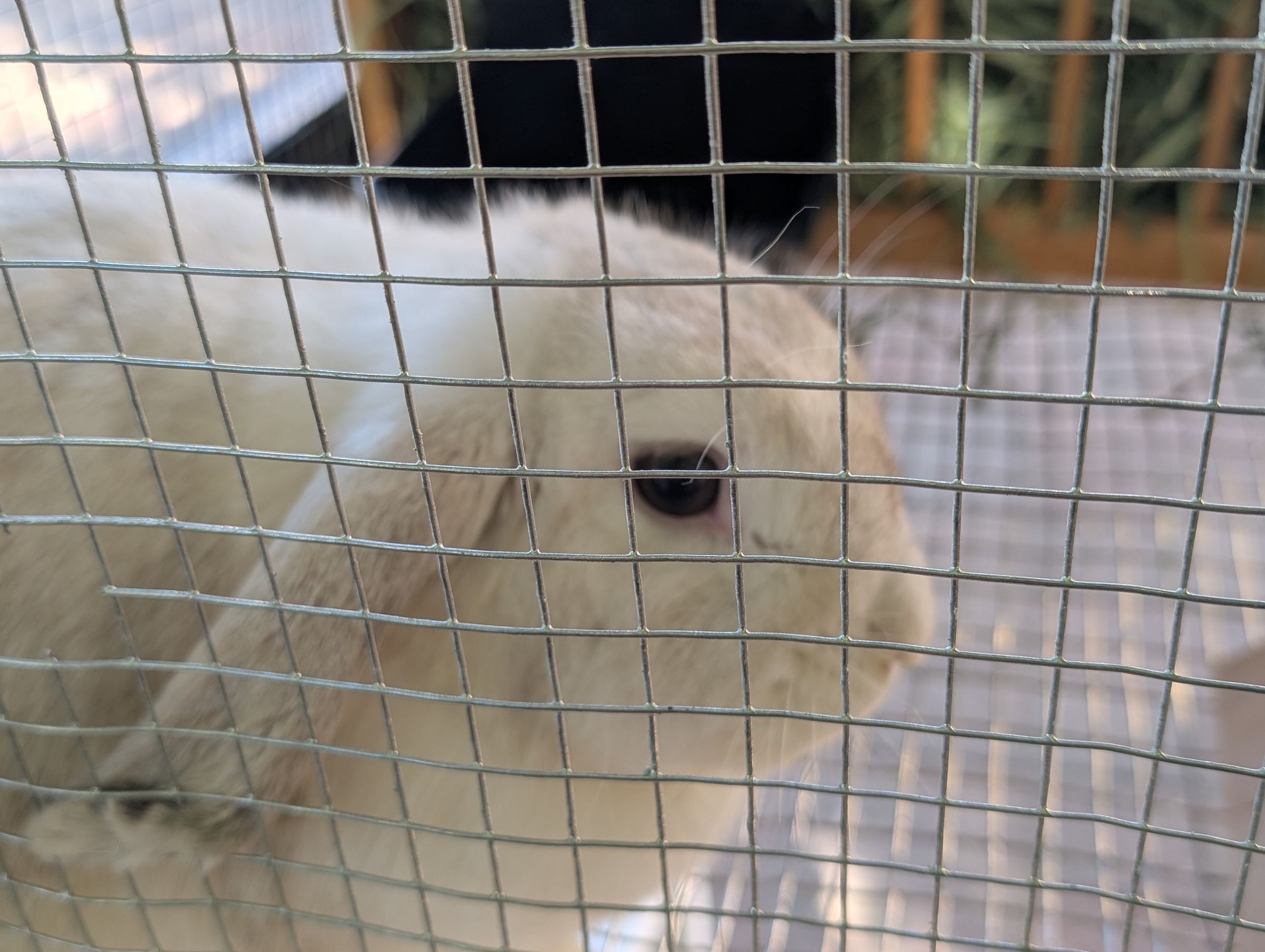 Holland Hoppers's image