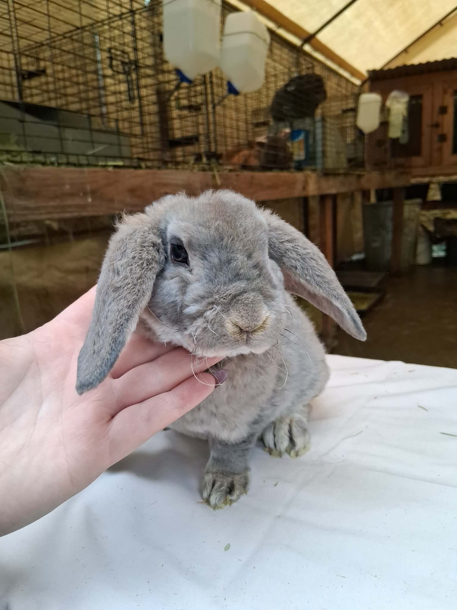 Holland Hoppers's image