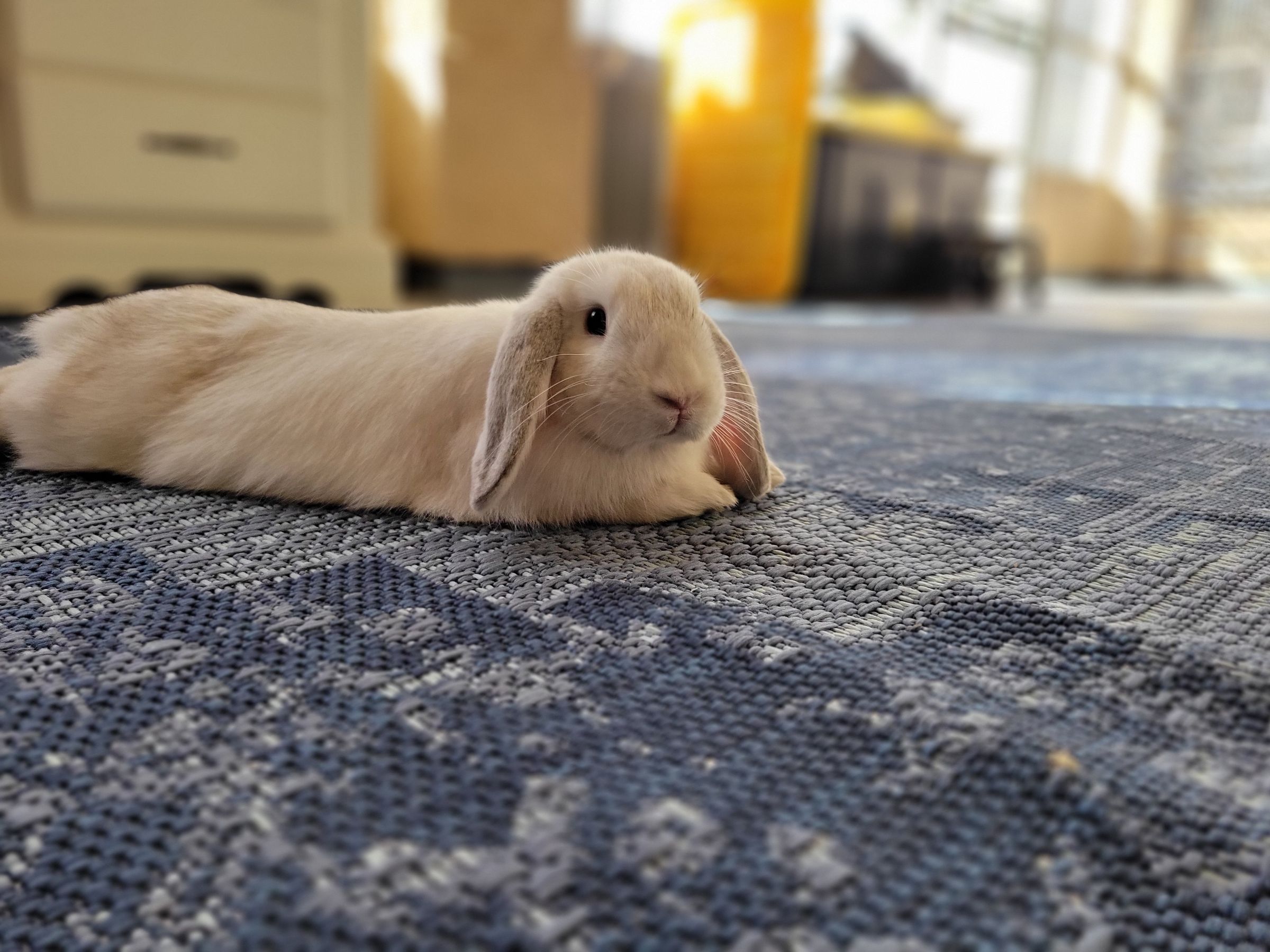 Holland Hoppers's image