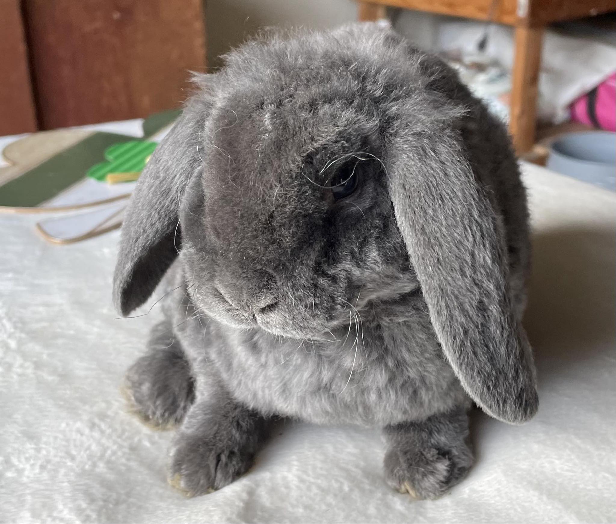 Holland Hoppers's image