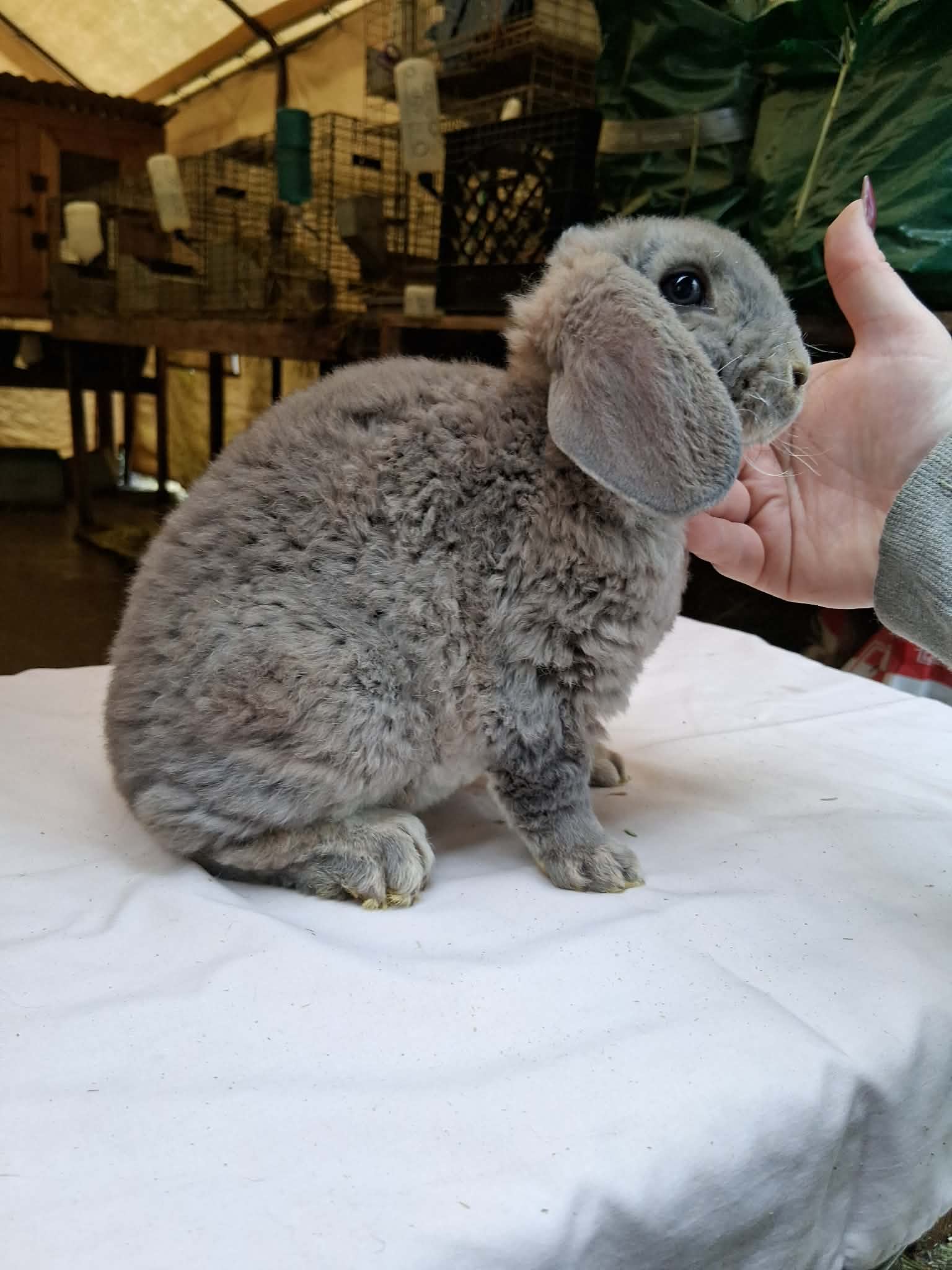 Holland Hoppers's image