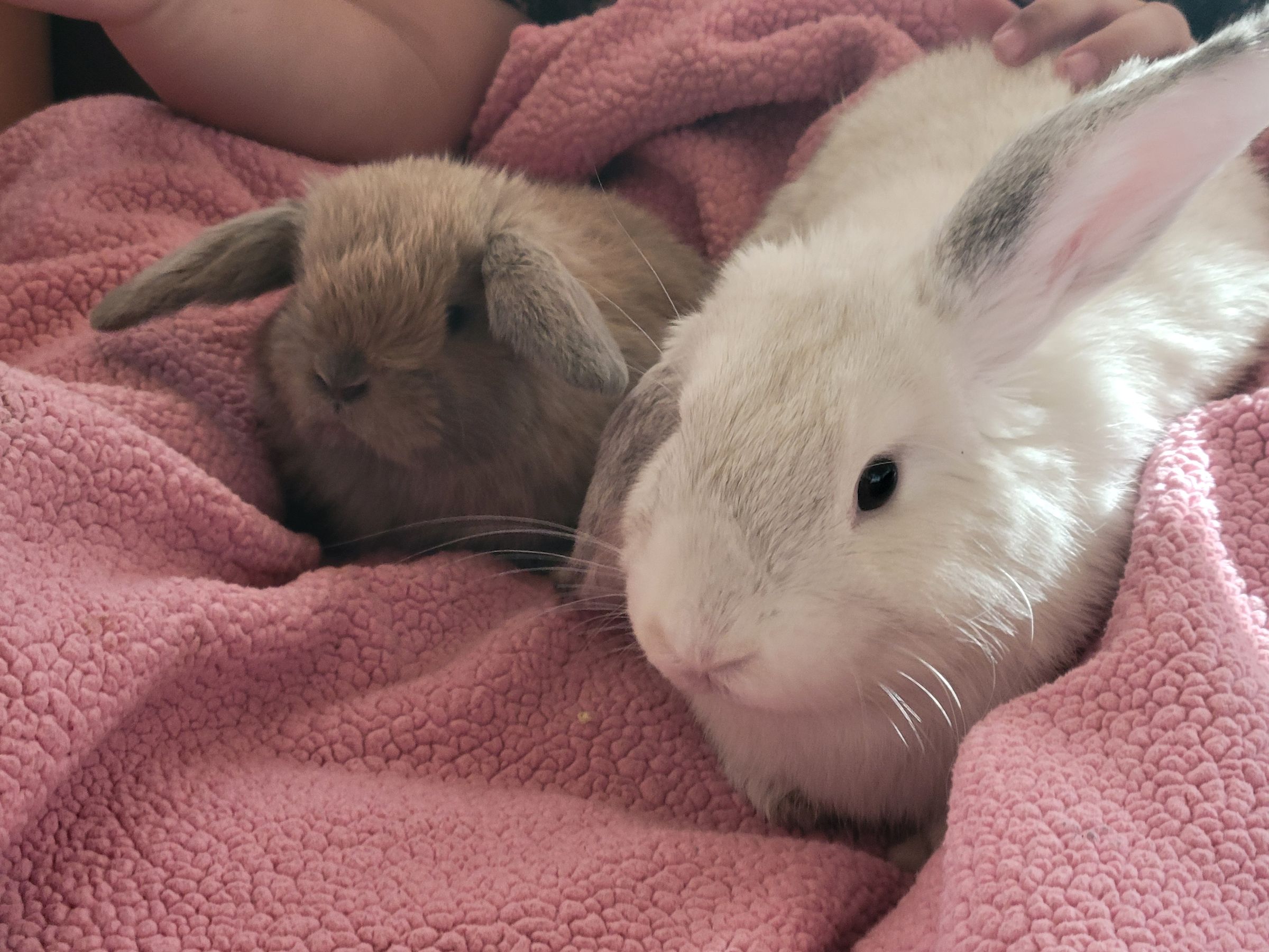 Holland Hoppers's image