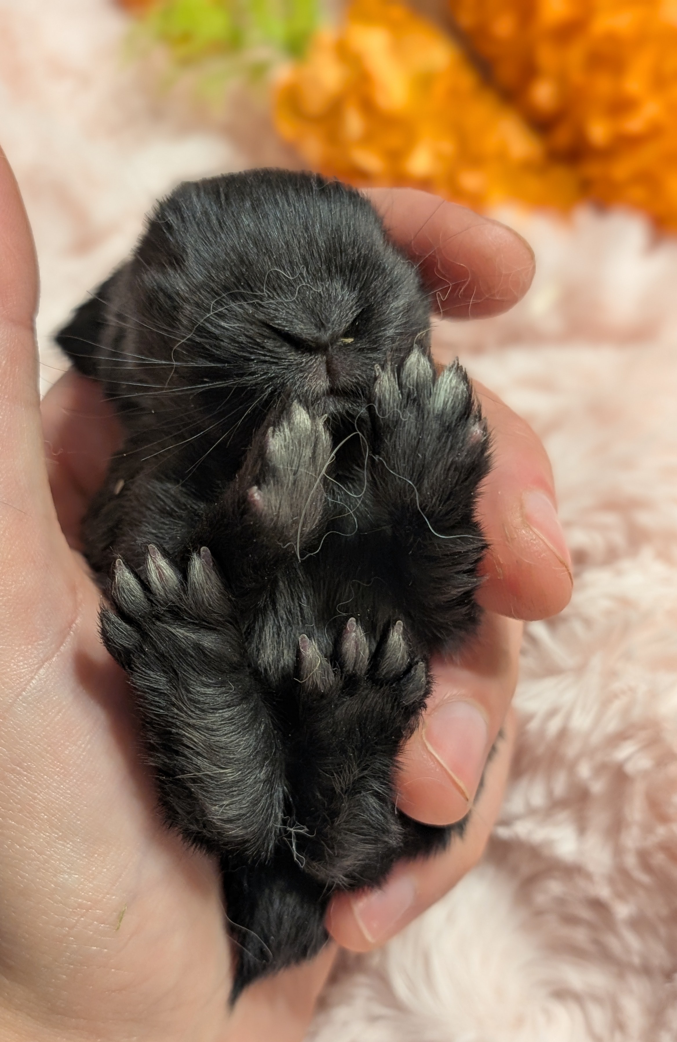 Holland Hoppers's image