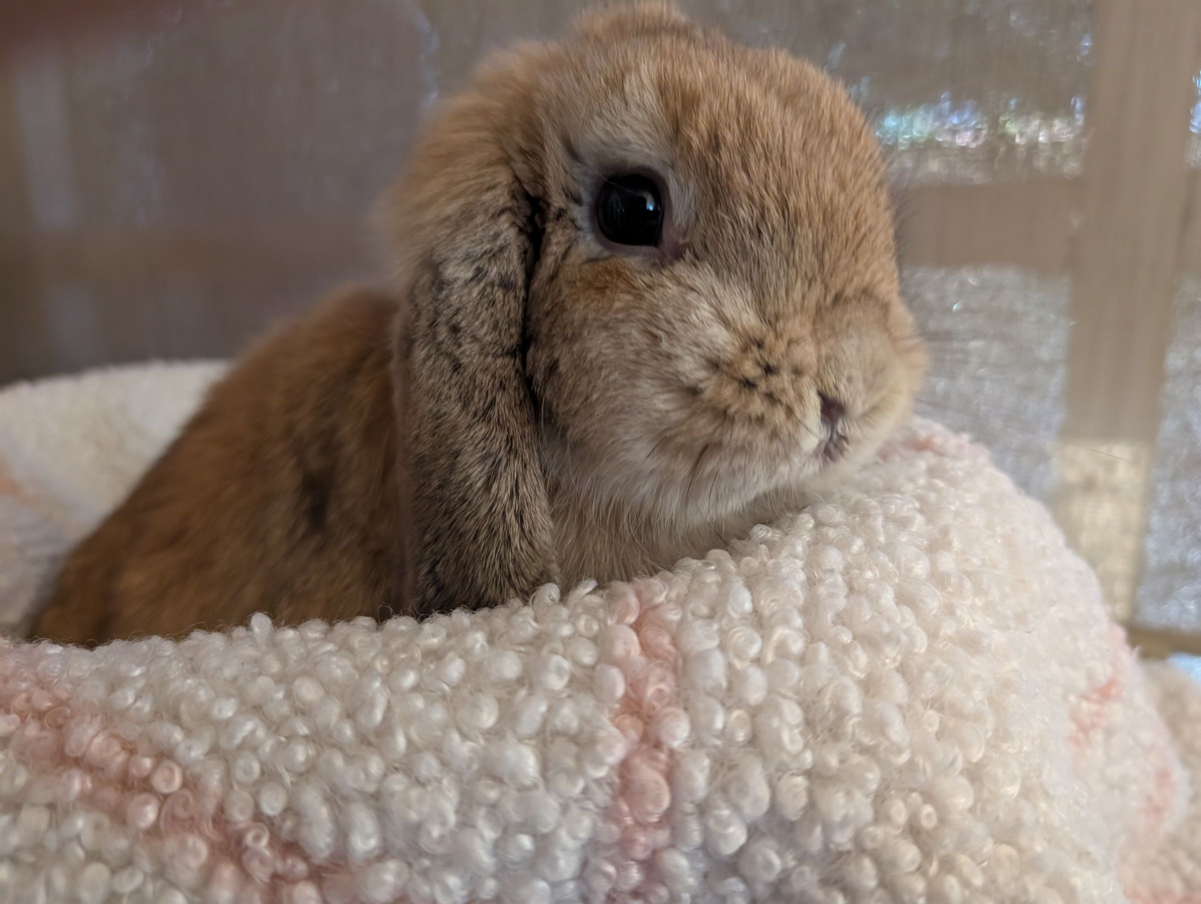 Holland Hoppers's image