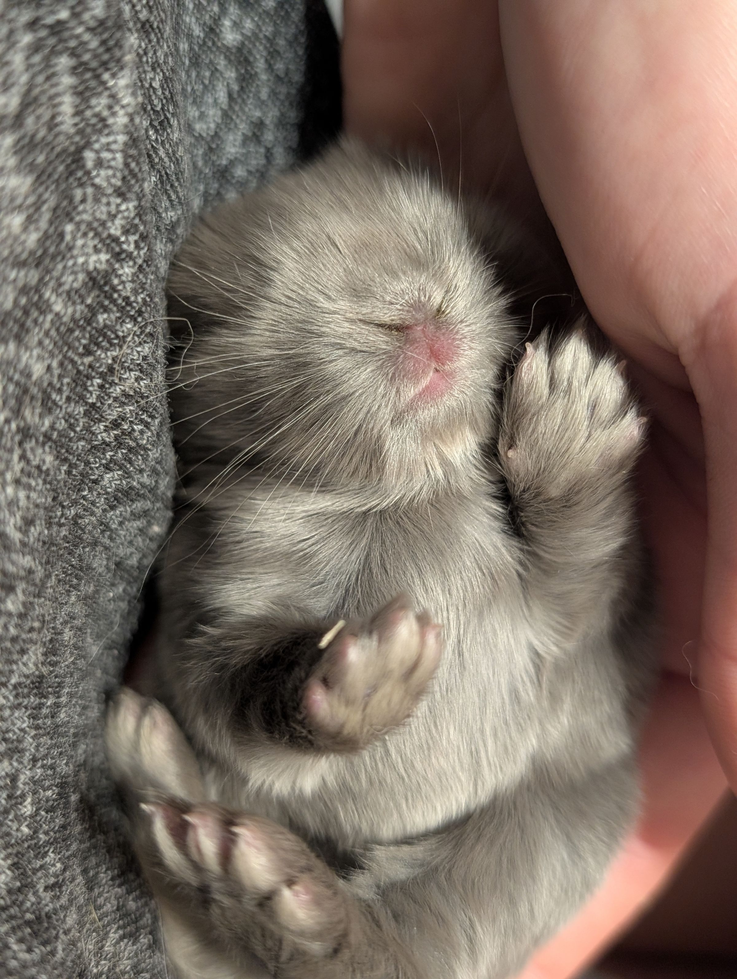 Holland Hoppers's image