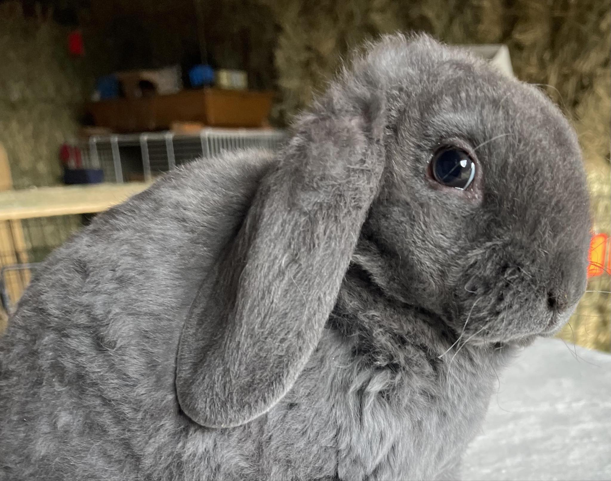 Holland Hoppers's image