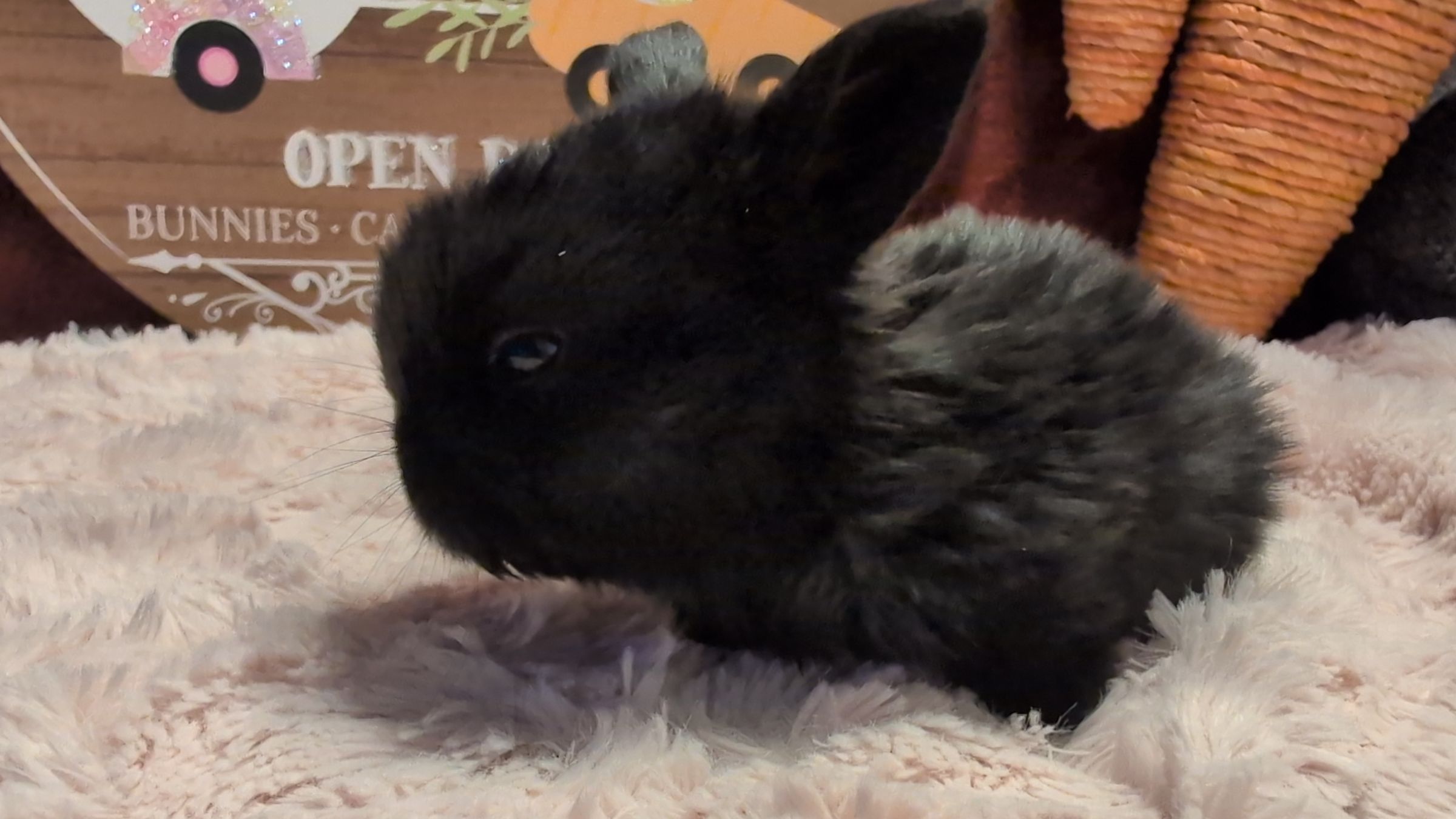 Holland Hoppers's image