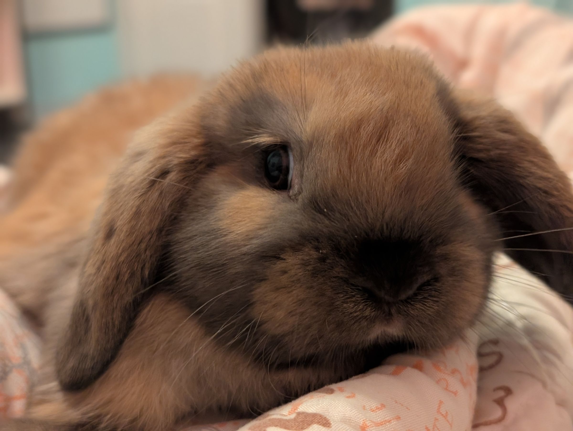 Holland Hoppers's image