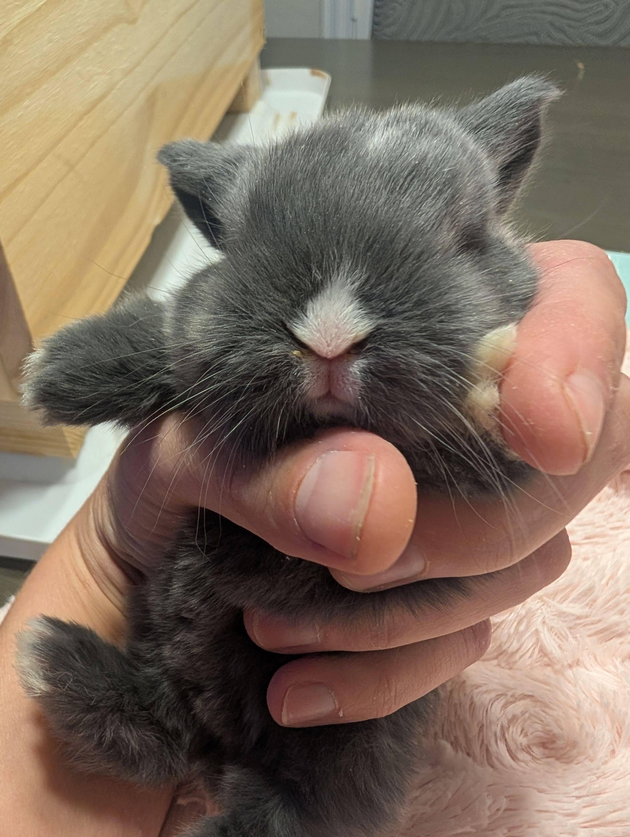 Holland Hoppers's image