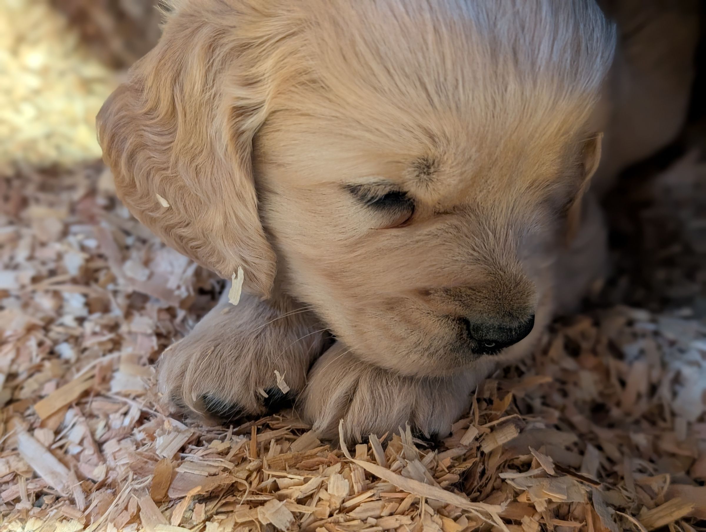 Holland Hoppers's image