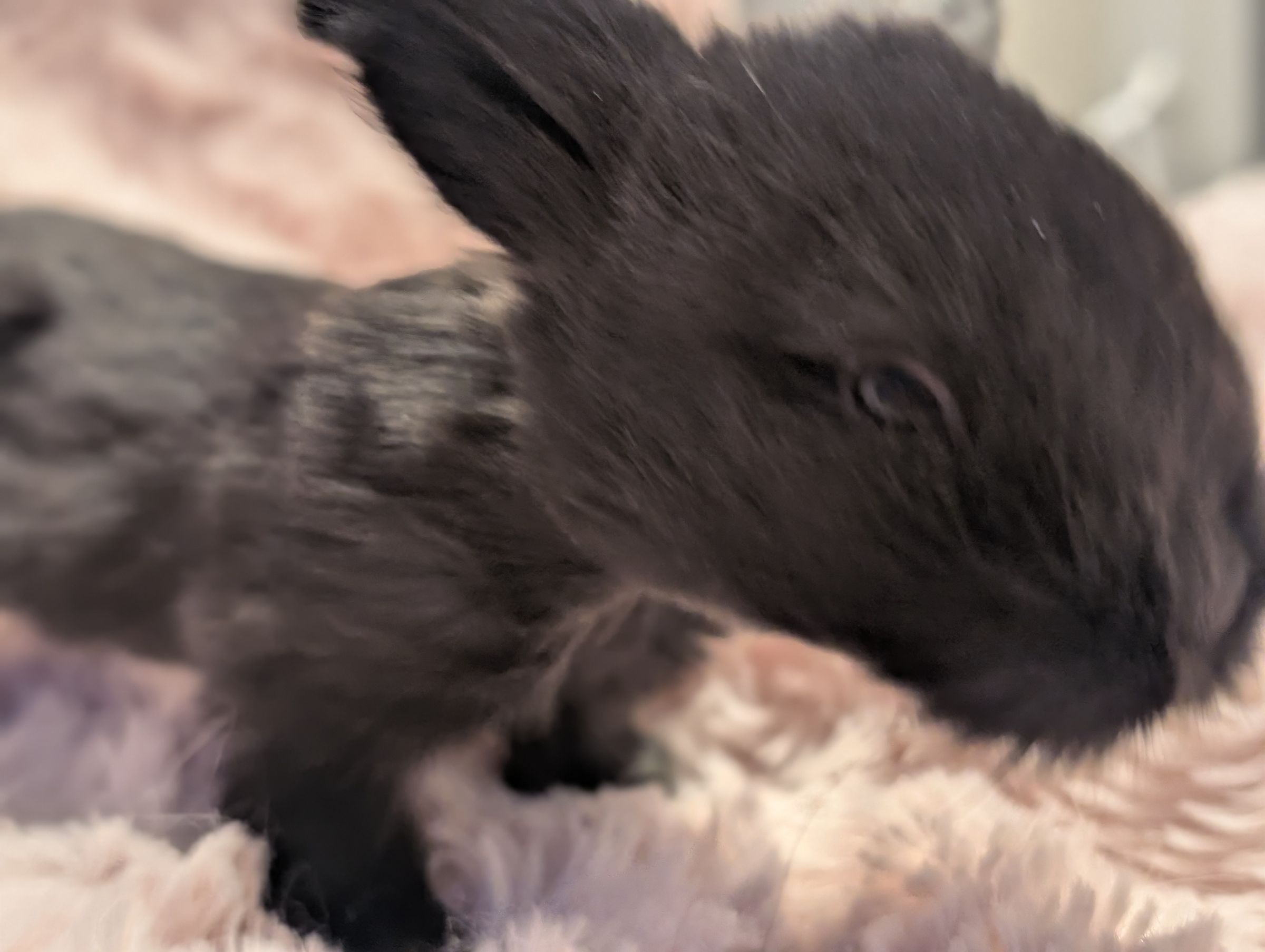 Holland Hoppers's image