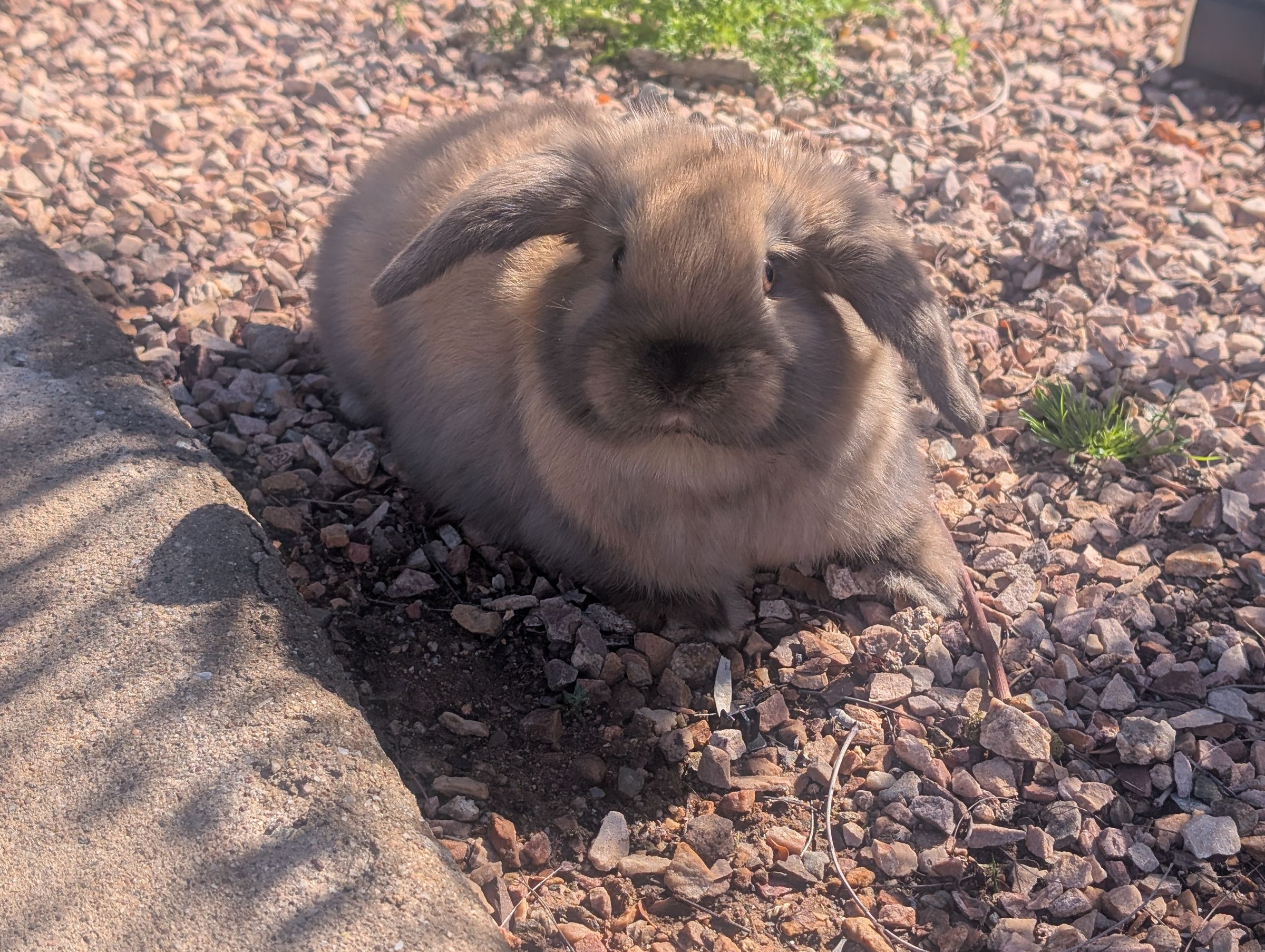 Holland Hoppers's image