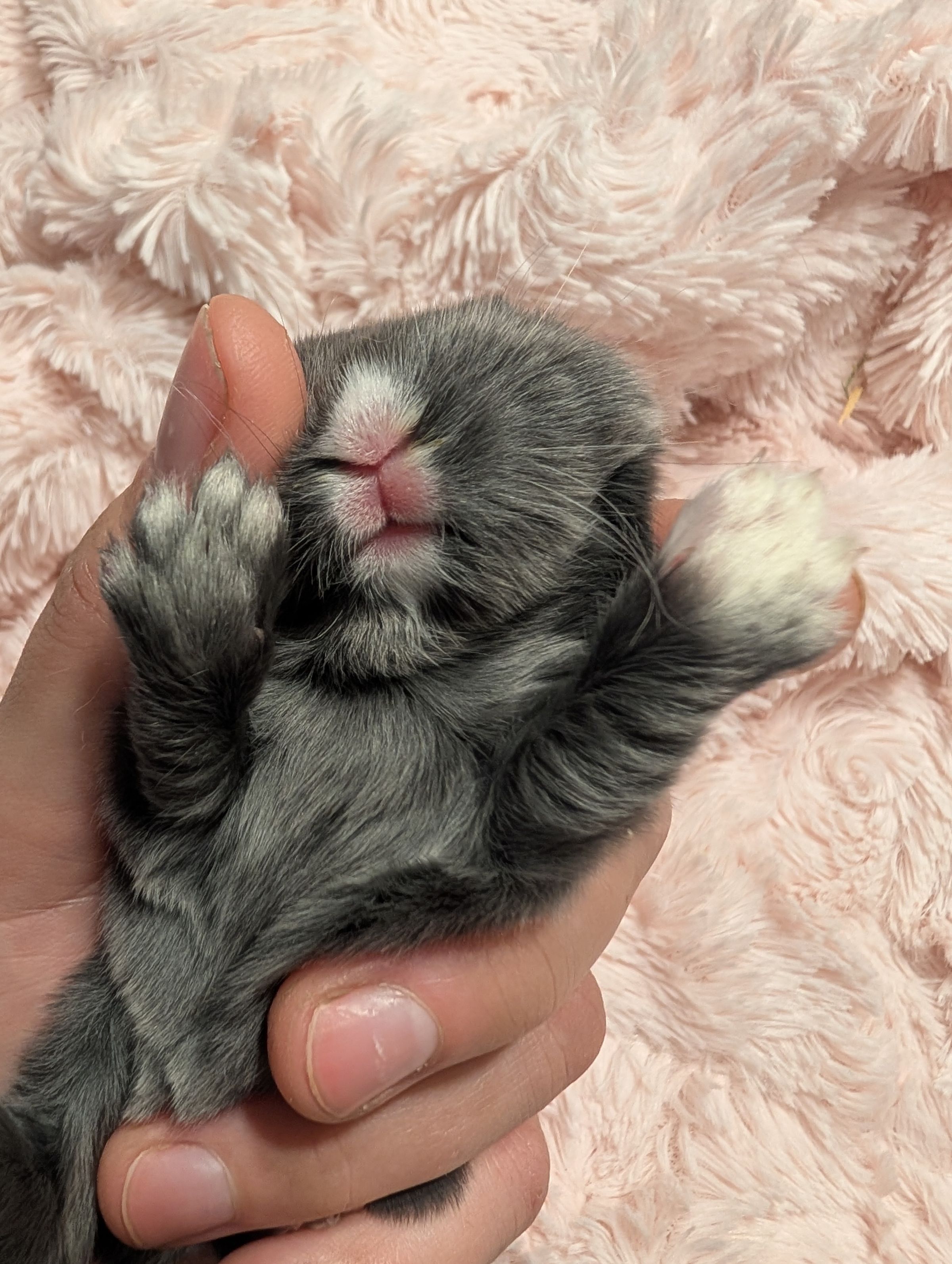 Holland Hoppers's image