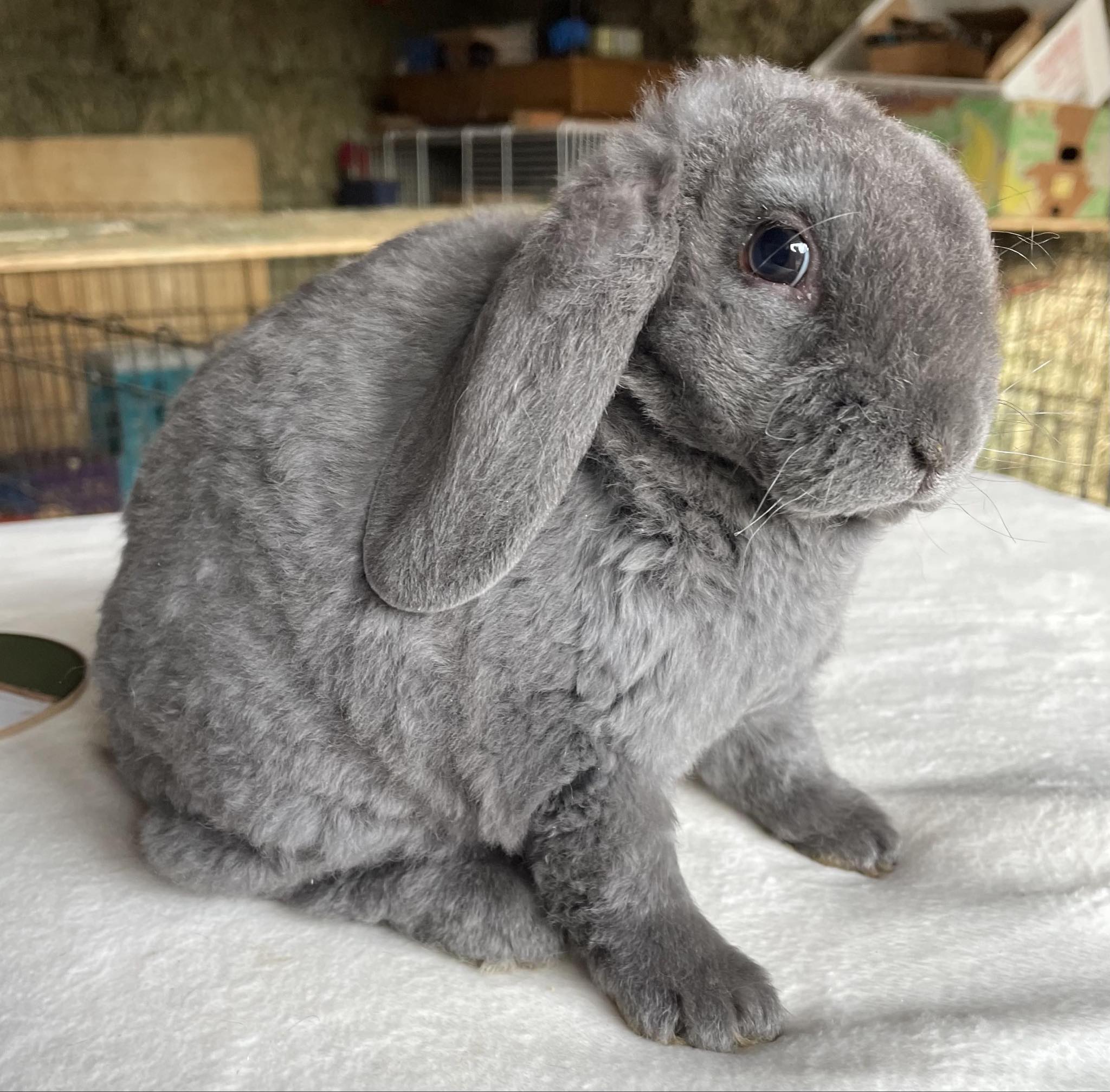 Holland Hoppers's image