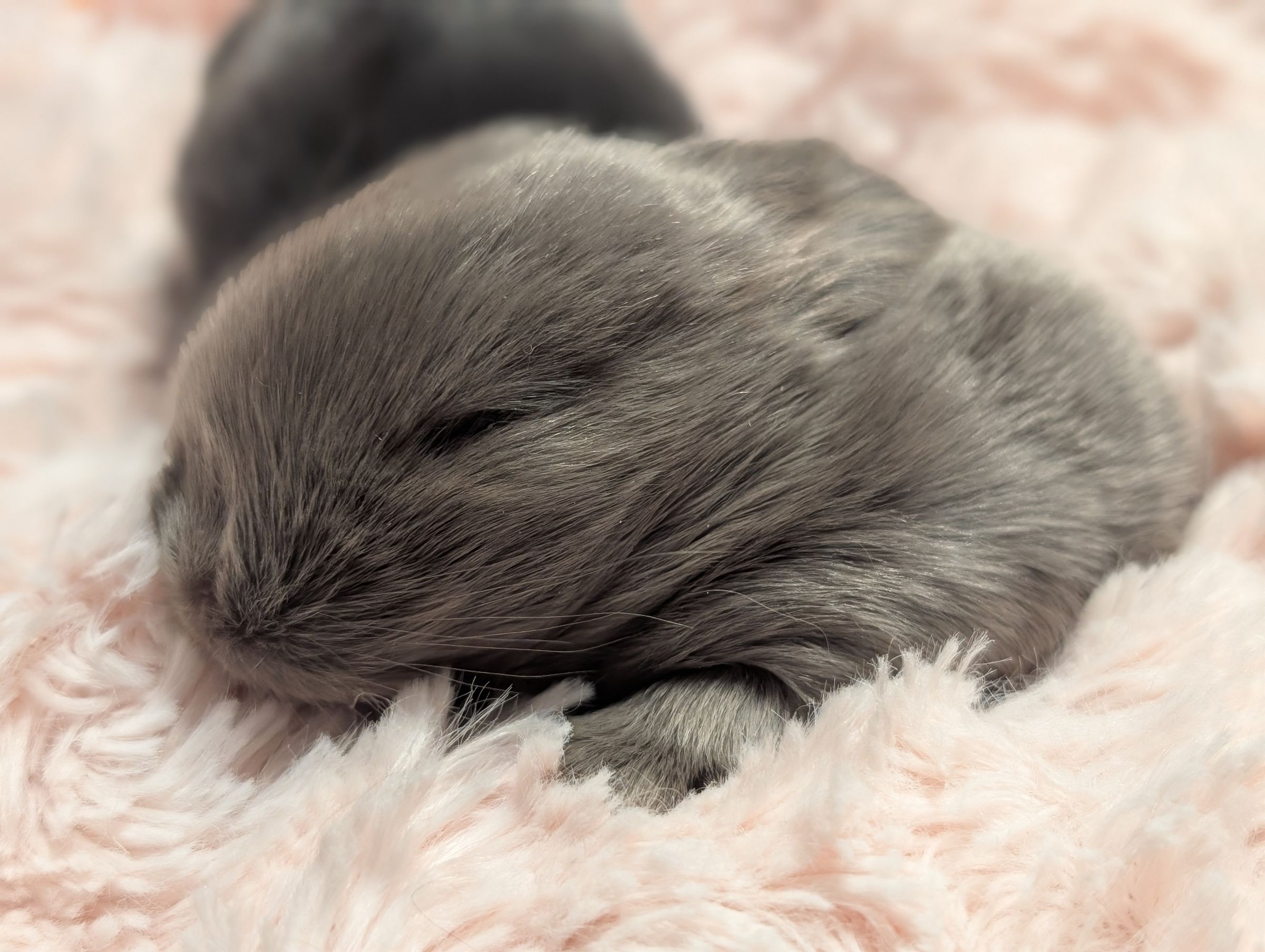 Holland Hoppers's image