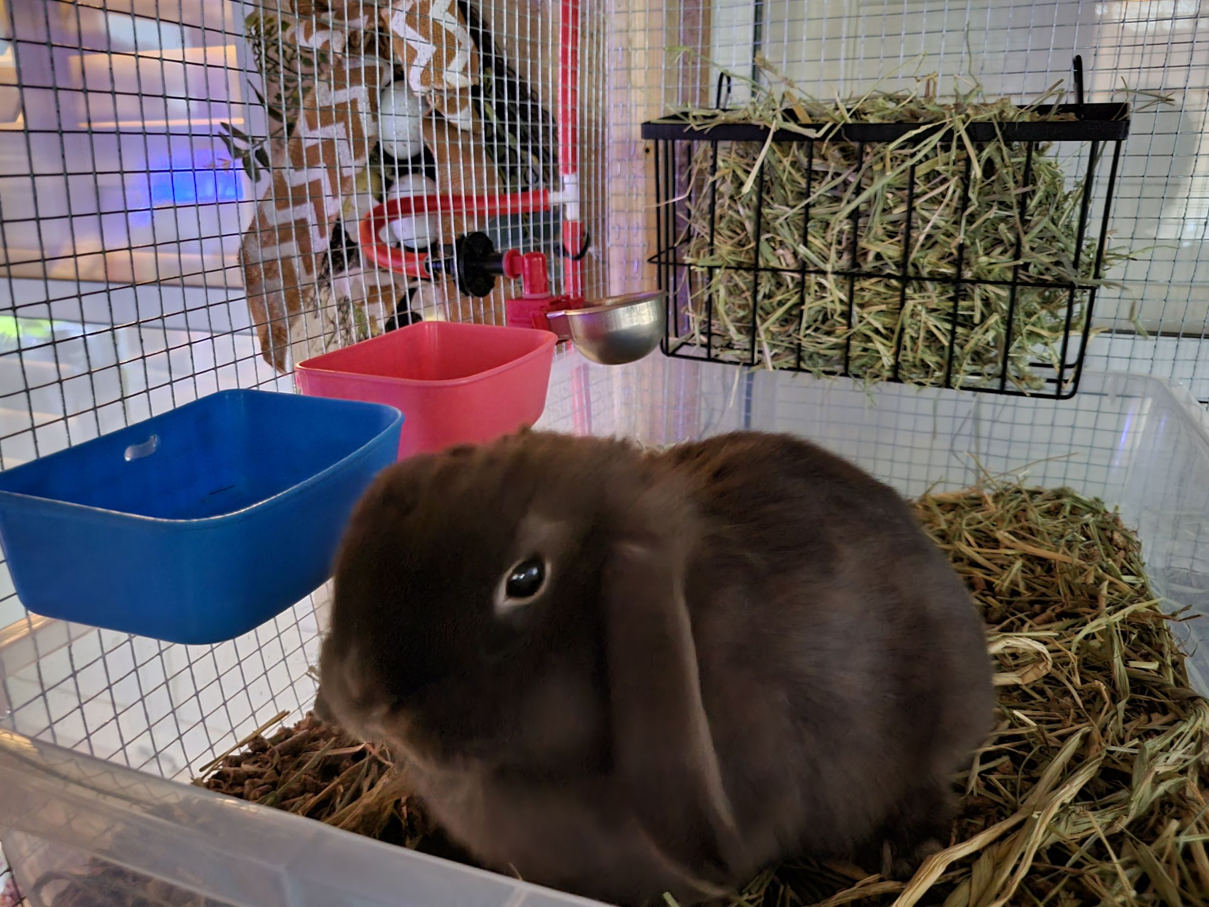 Holland Hoppers's image