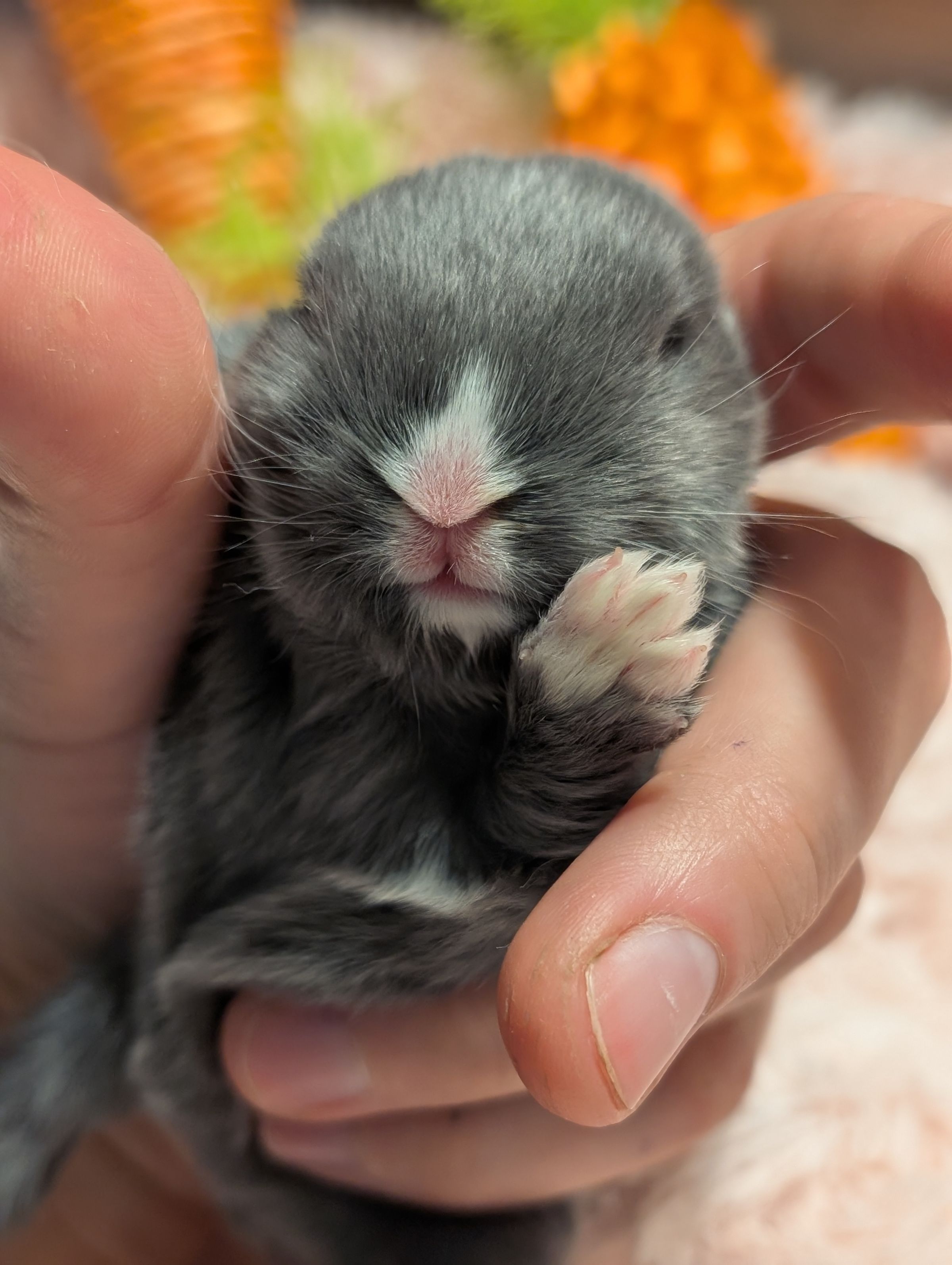 Holland Hoppers's image