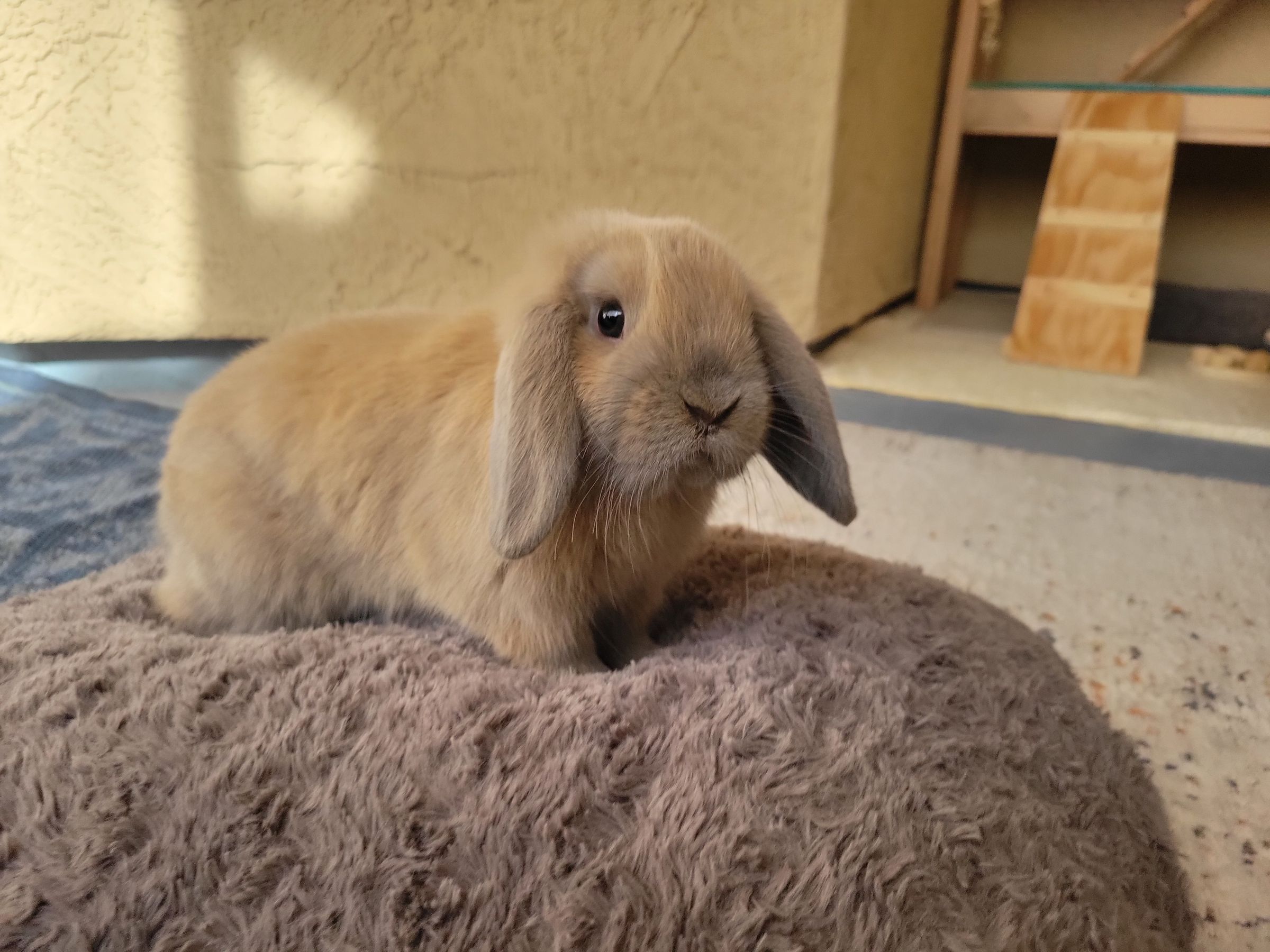 Holland Hoppers's image