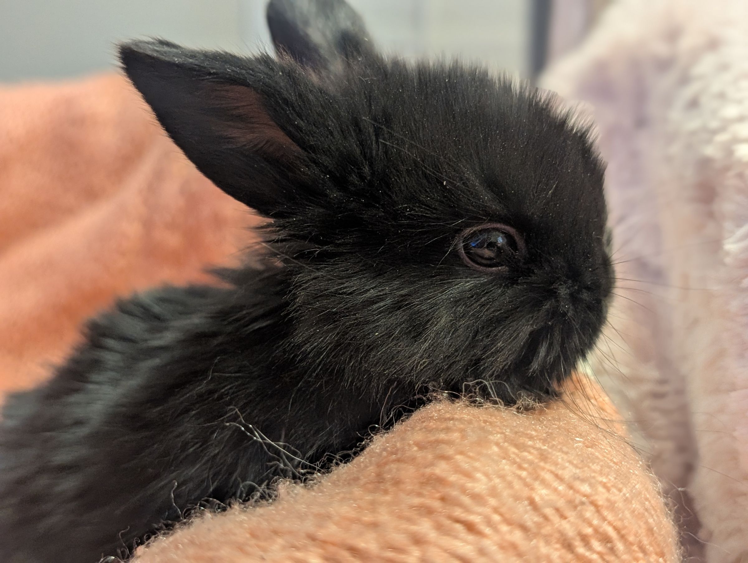 Holland Hoppers's image