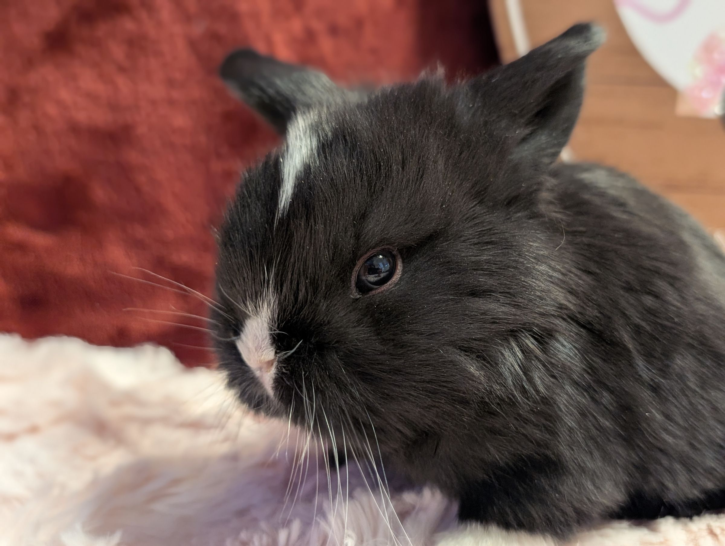 Holland Hoppers's image