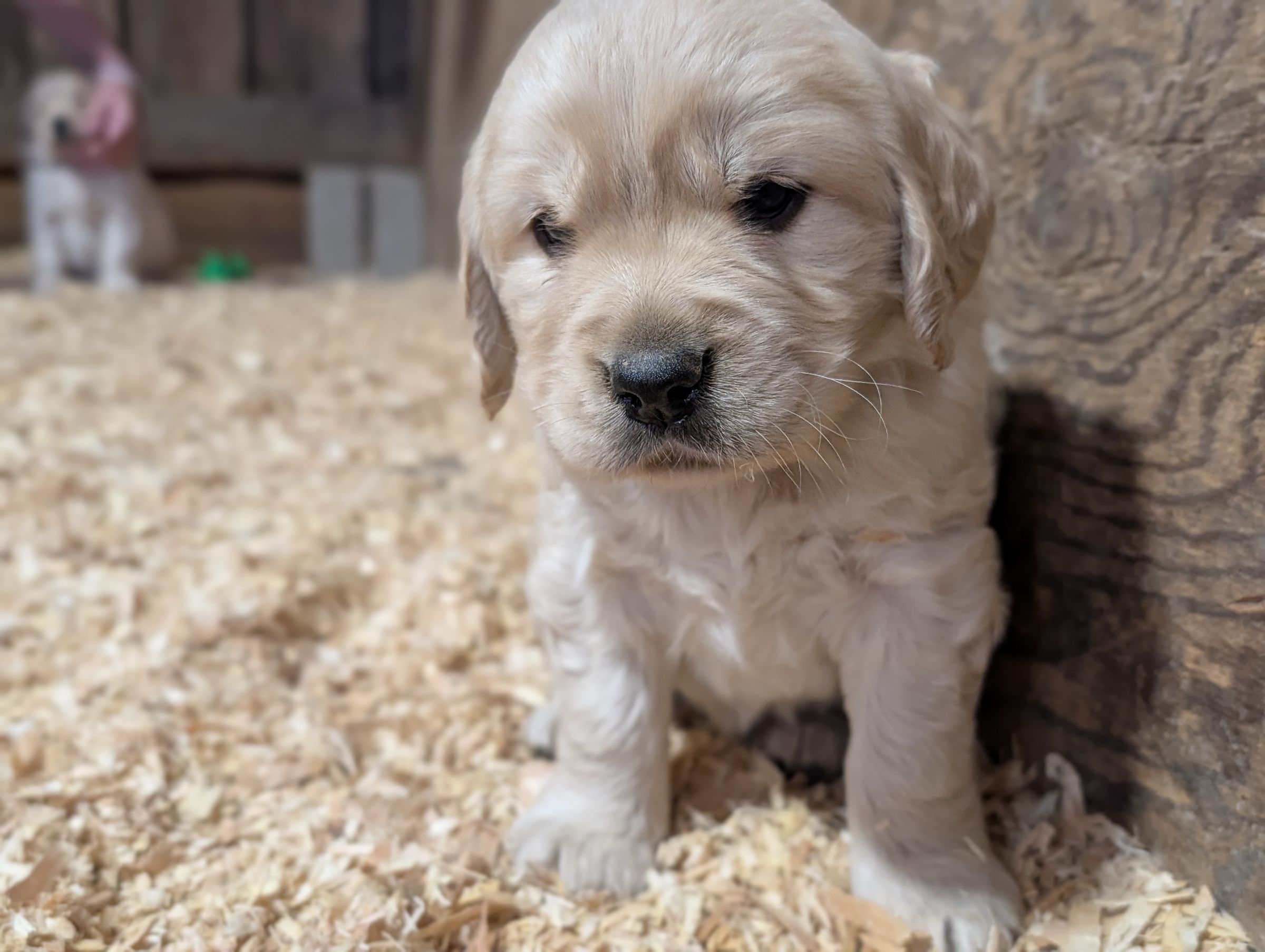 Holland Hoppers's image