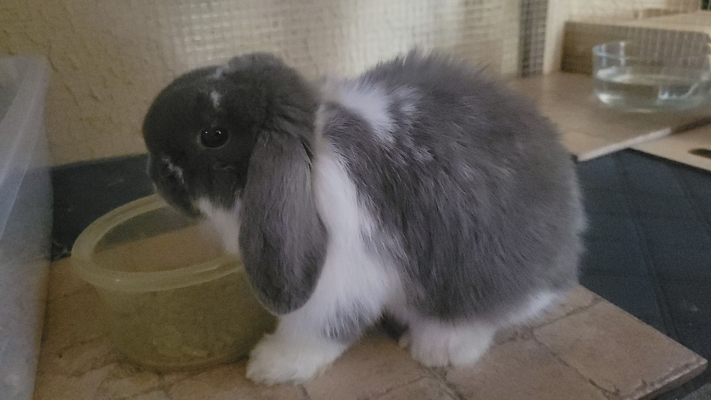 Holland Hoppers's image