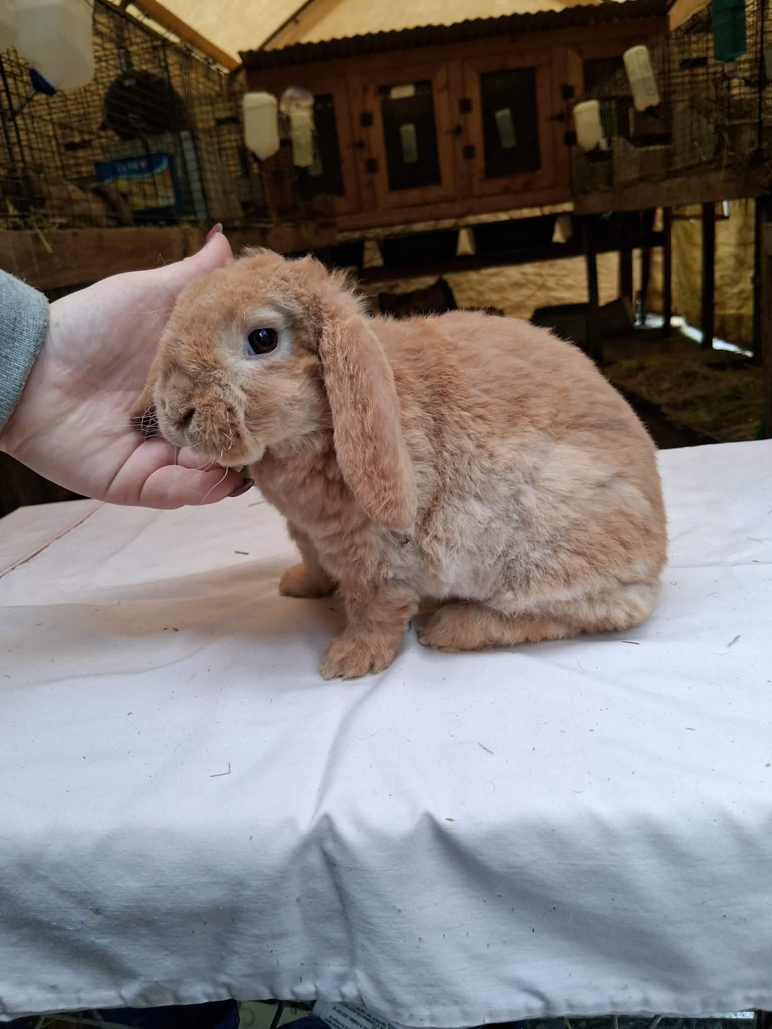 Holland Hoppers's image