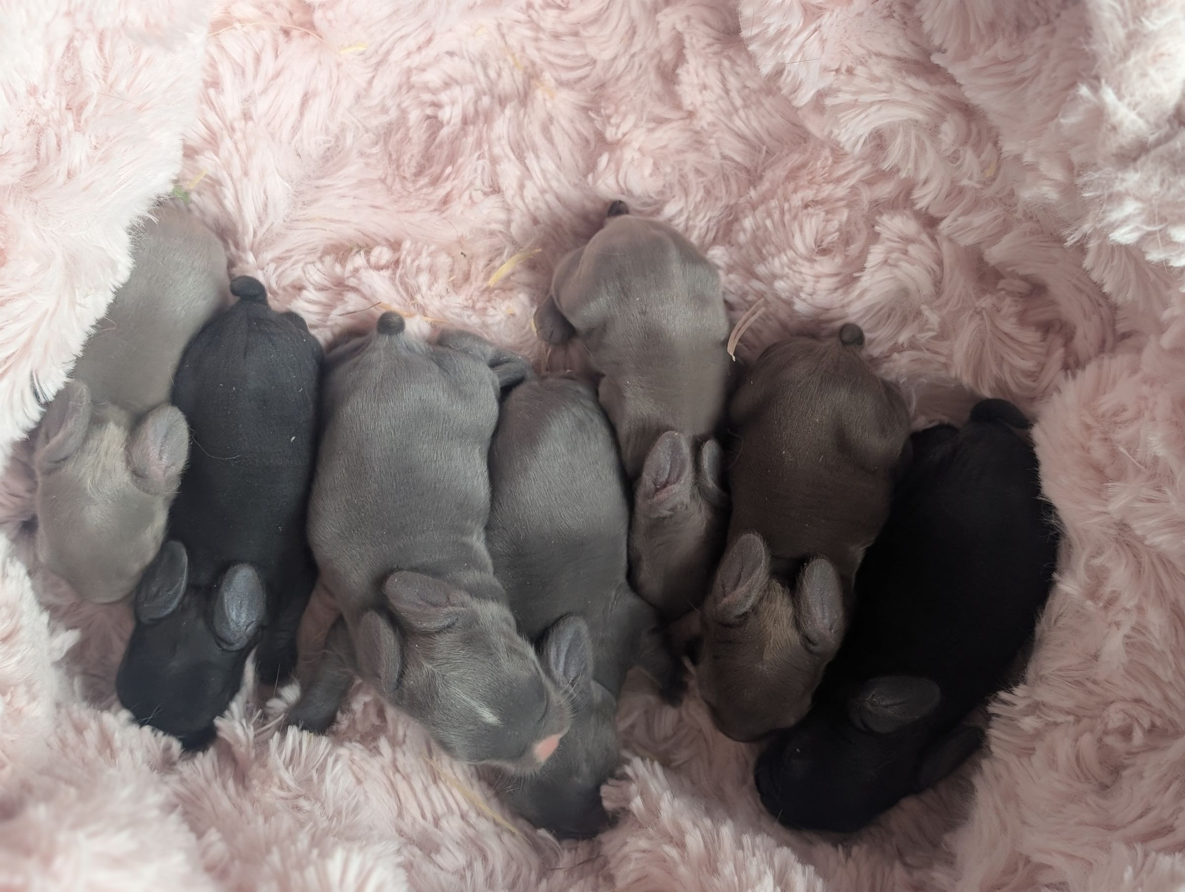 Holland Hoppers's image