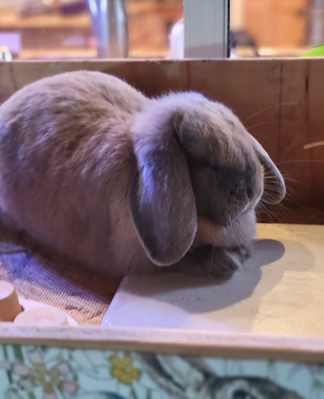 Holland Hoppers's image