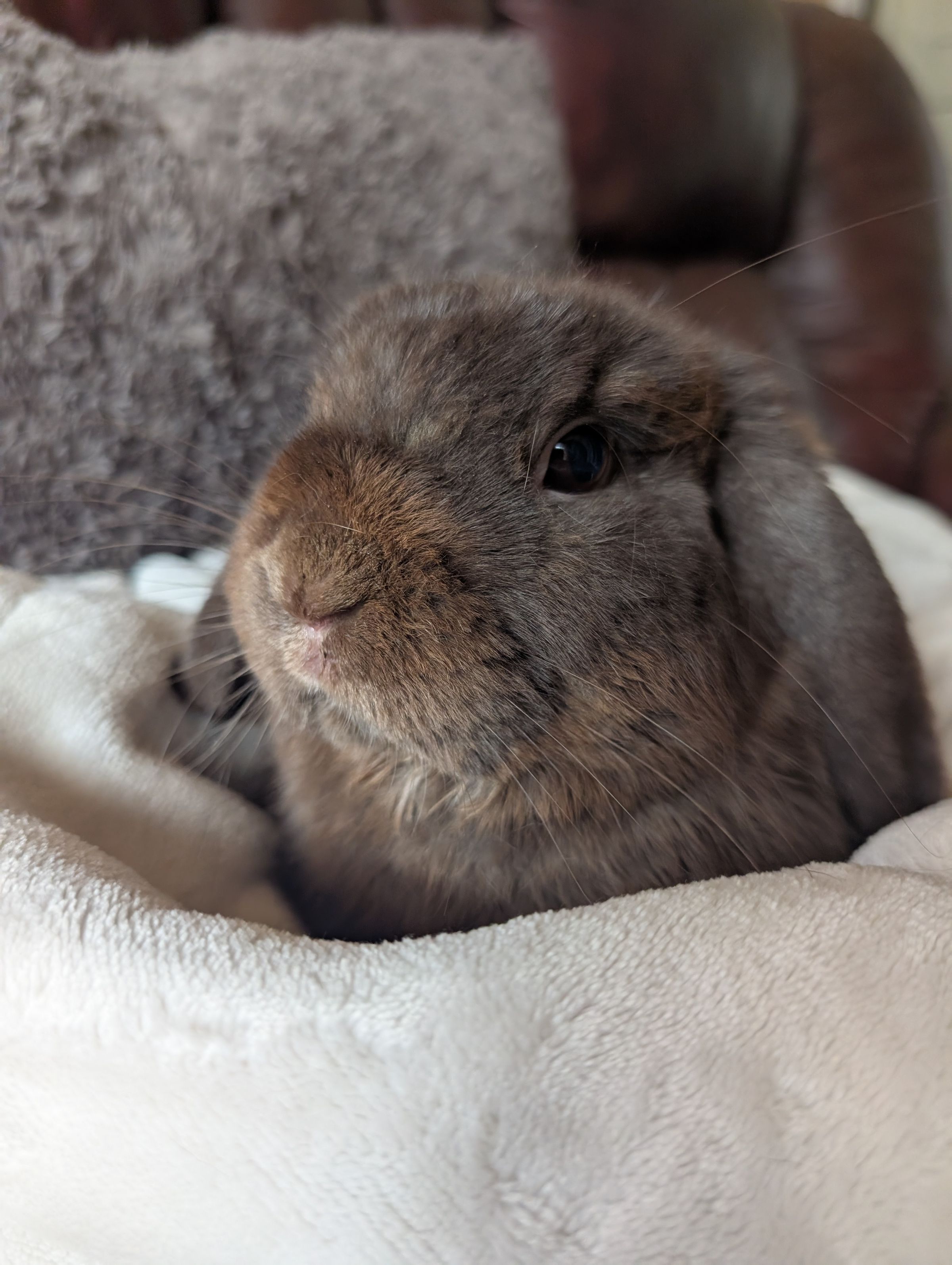 Holland Hoppers's image