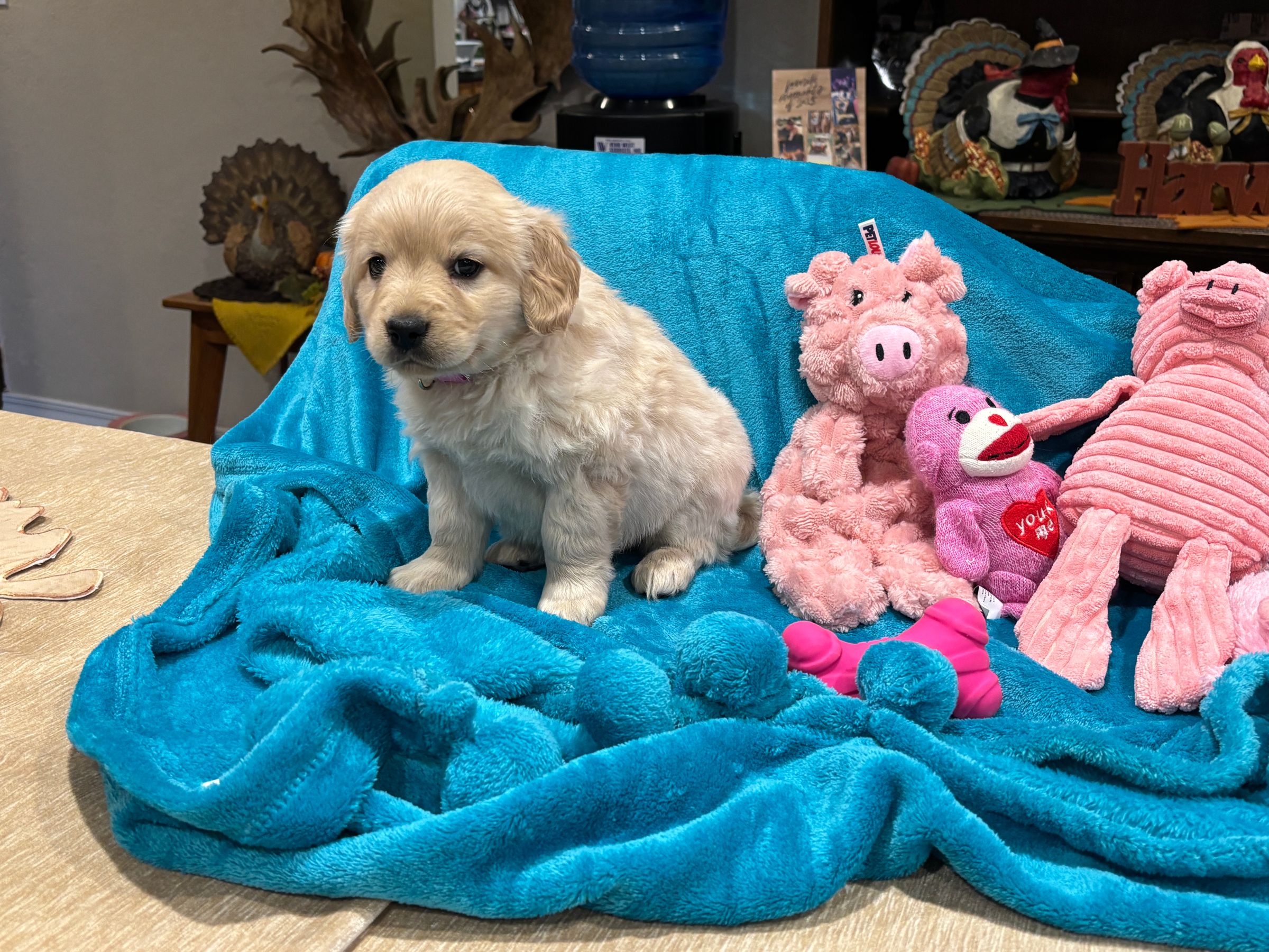 Holland Hoppers's image