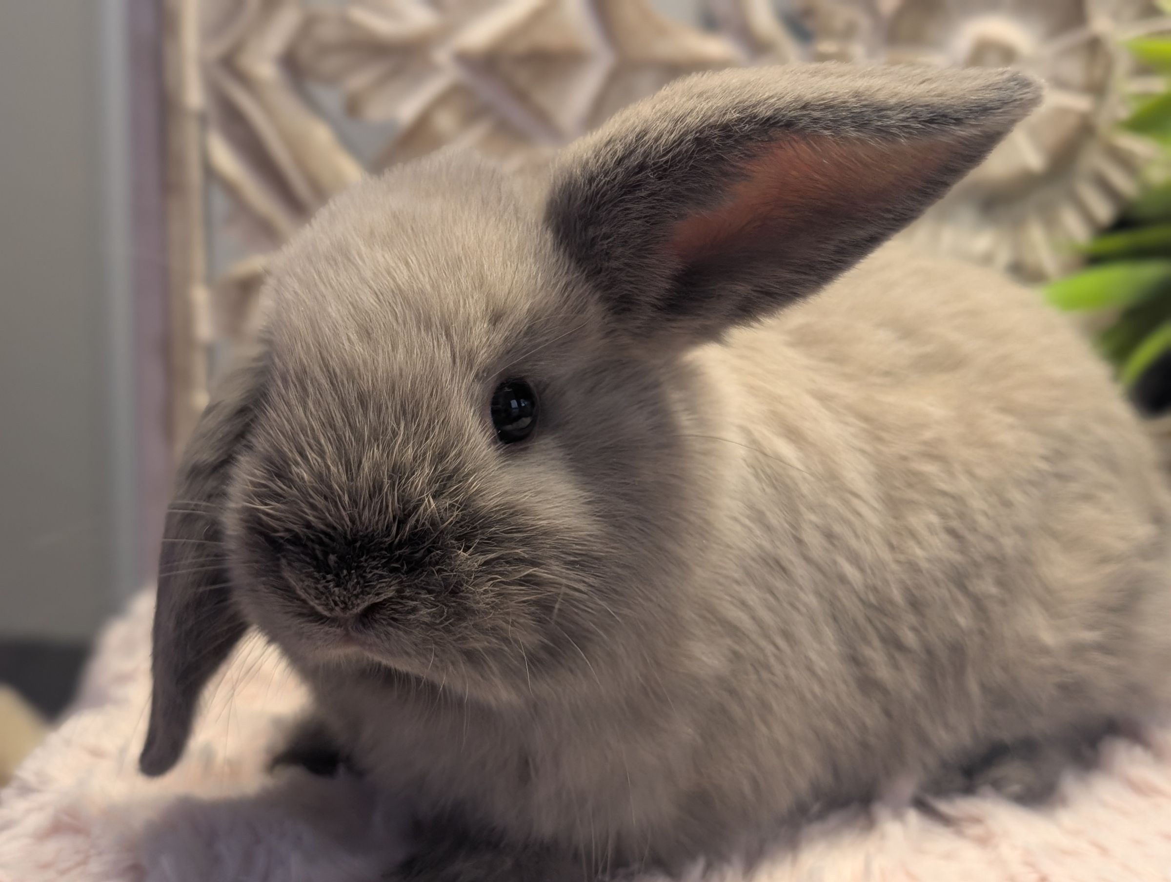 Holland Hoppers's image