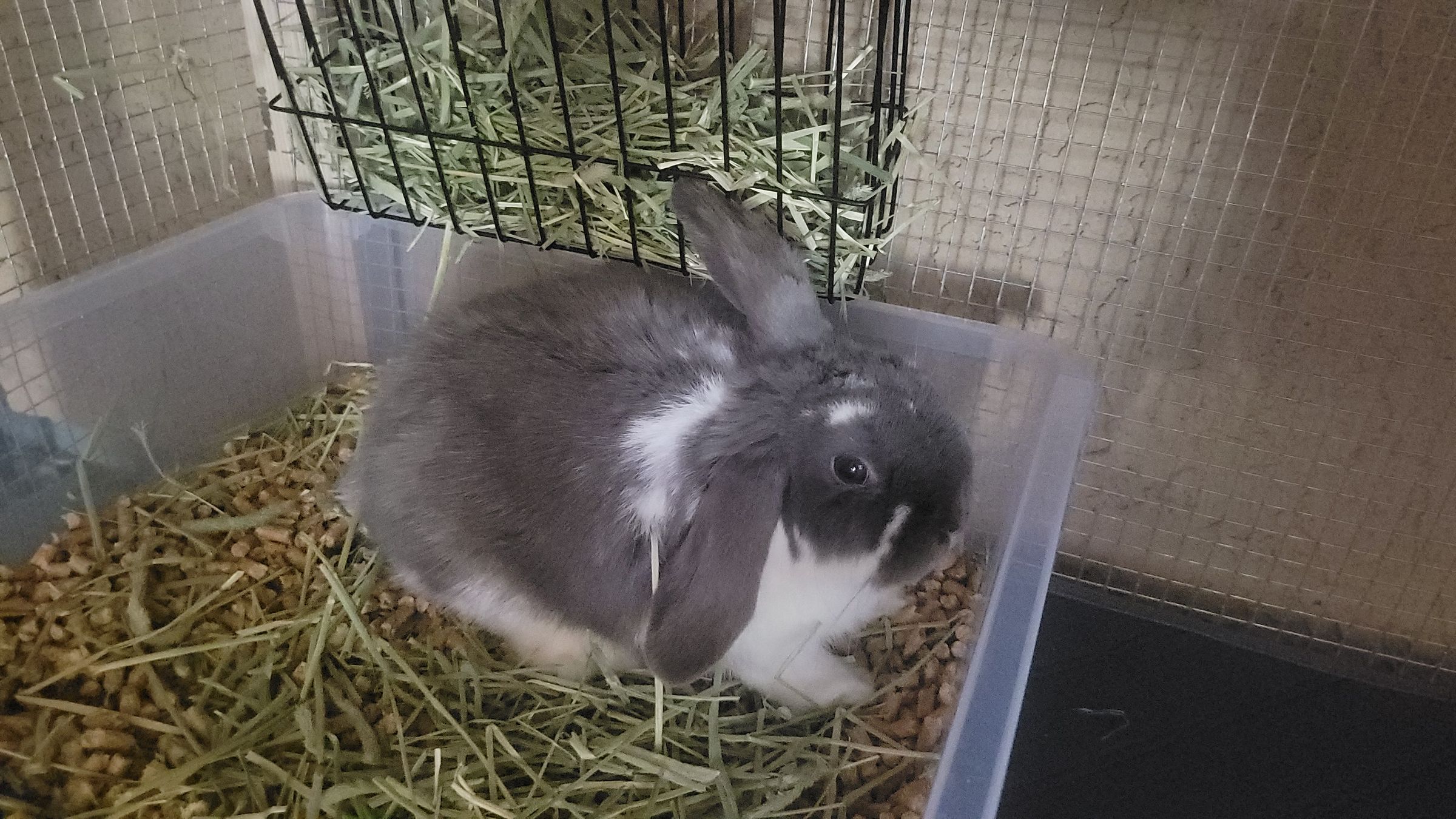 Holland Hoppers's image