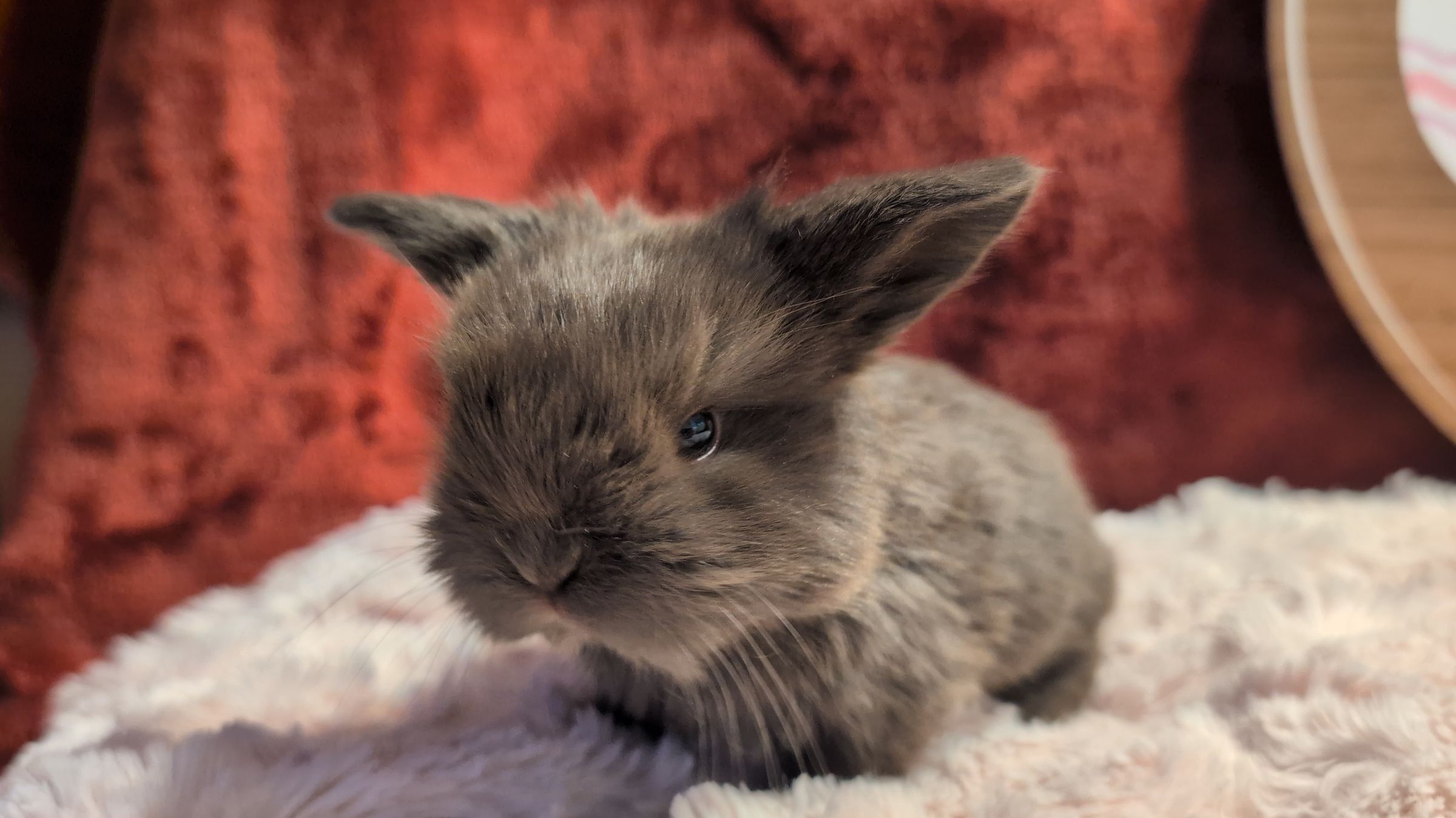 Holland Hoppers's image