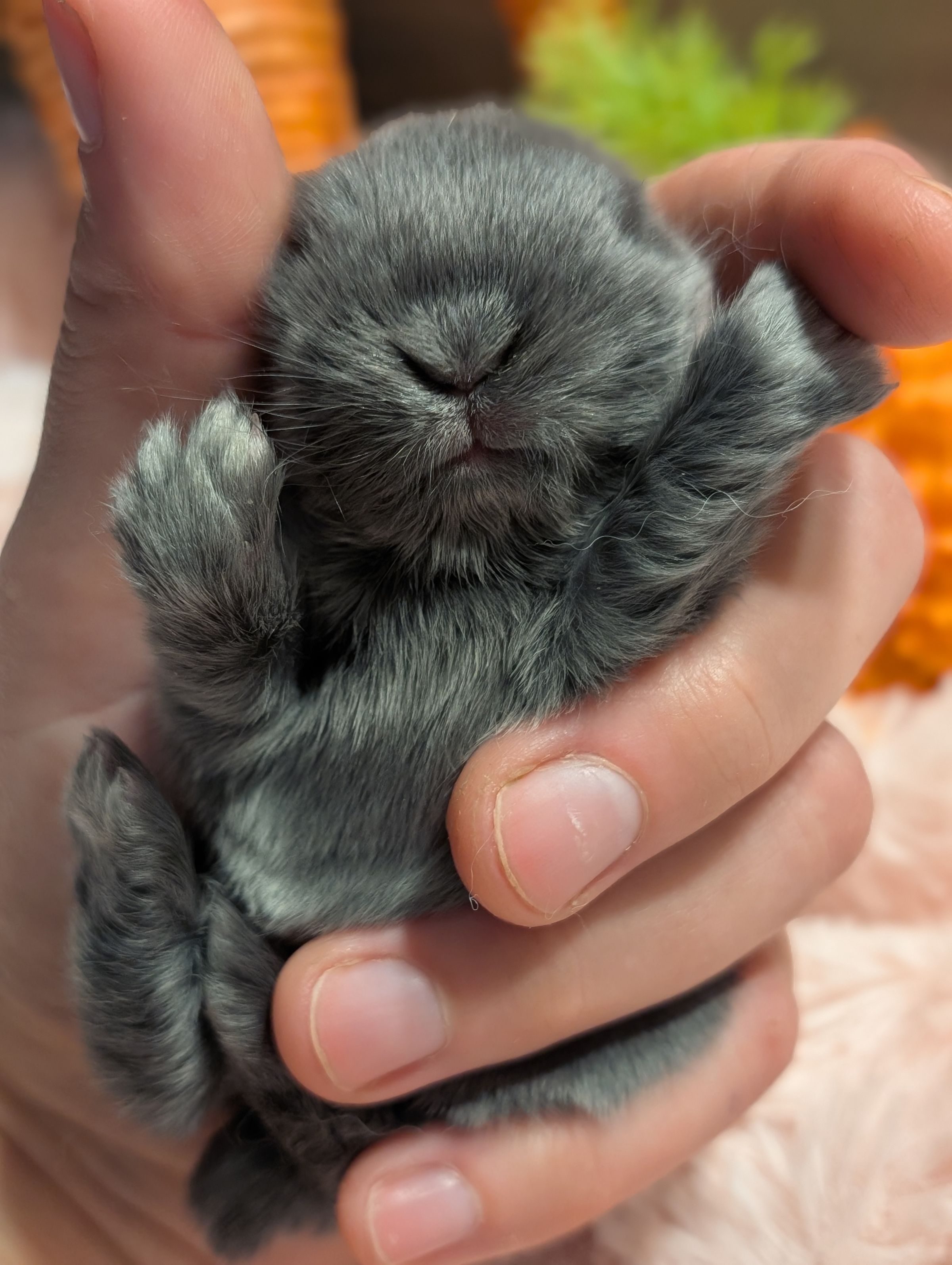 Holland Hoppers's image