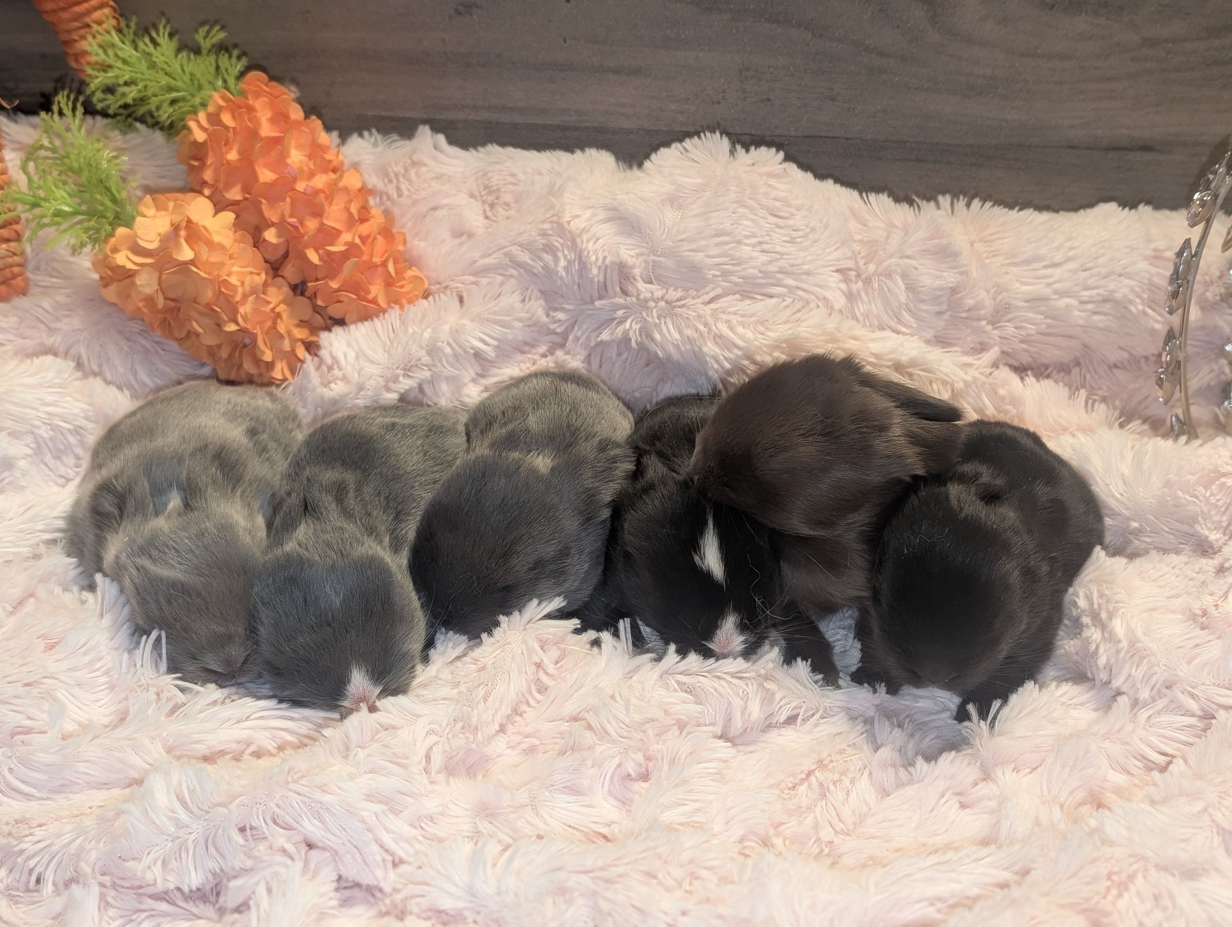 Holland Hoppers's image