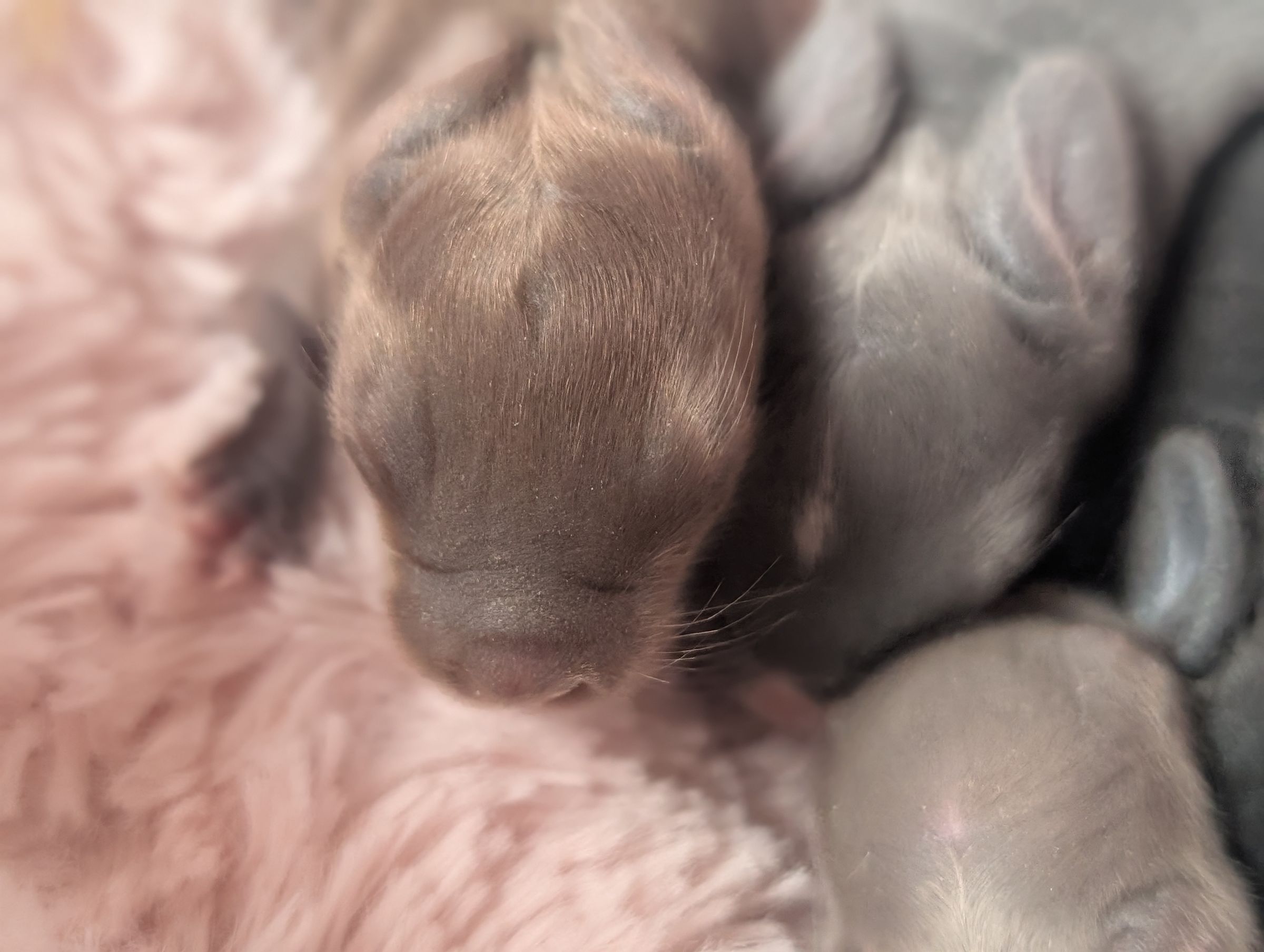 Holland Hoppers's image