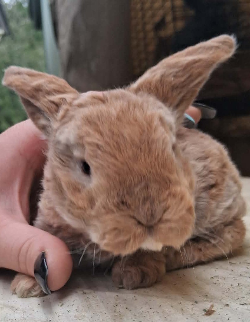 Holland Hoppers's image