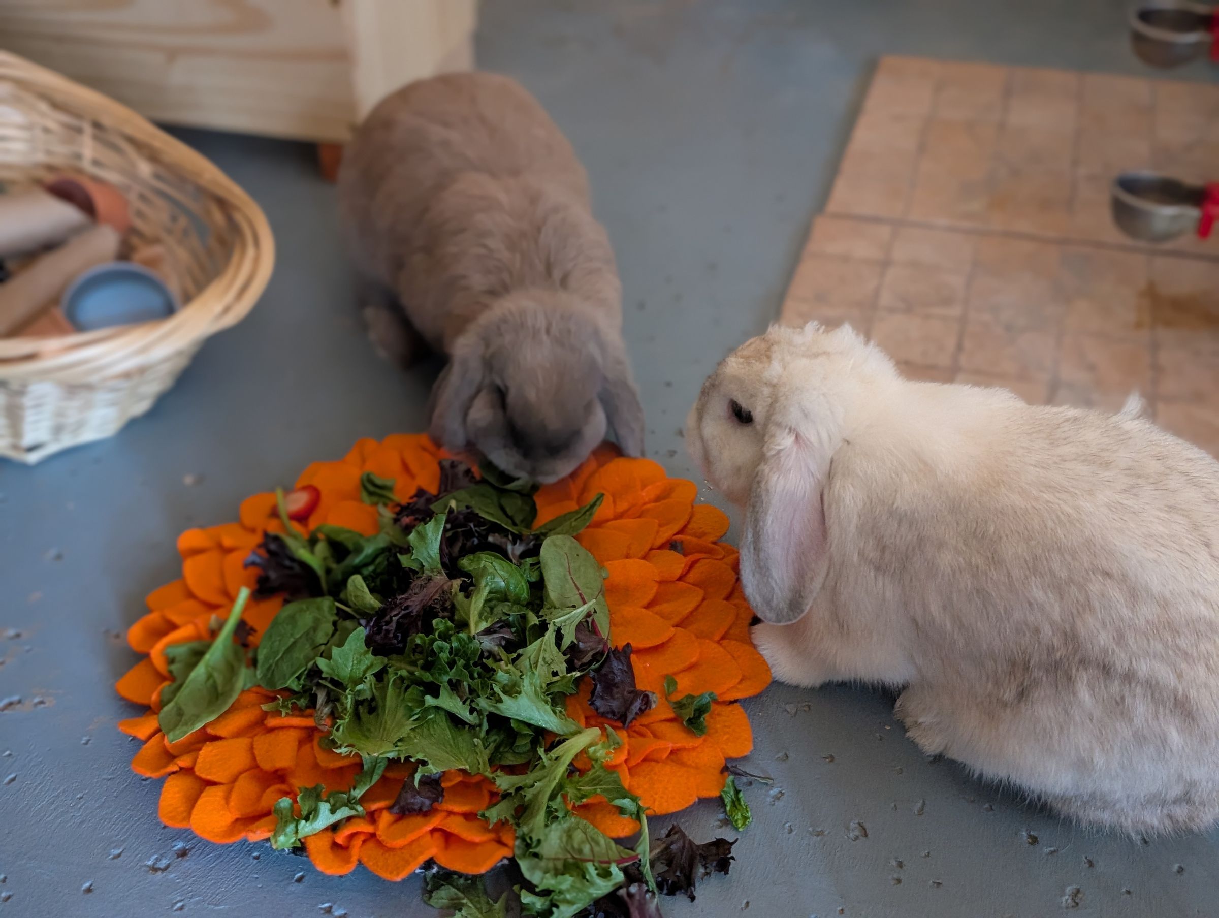 Holland Hoppers's image