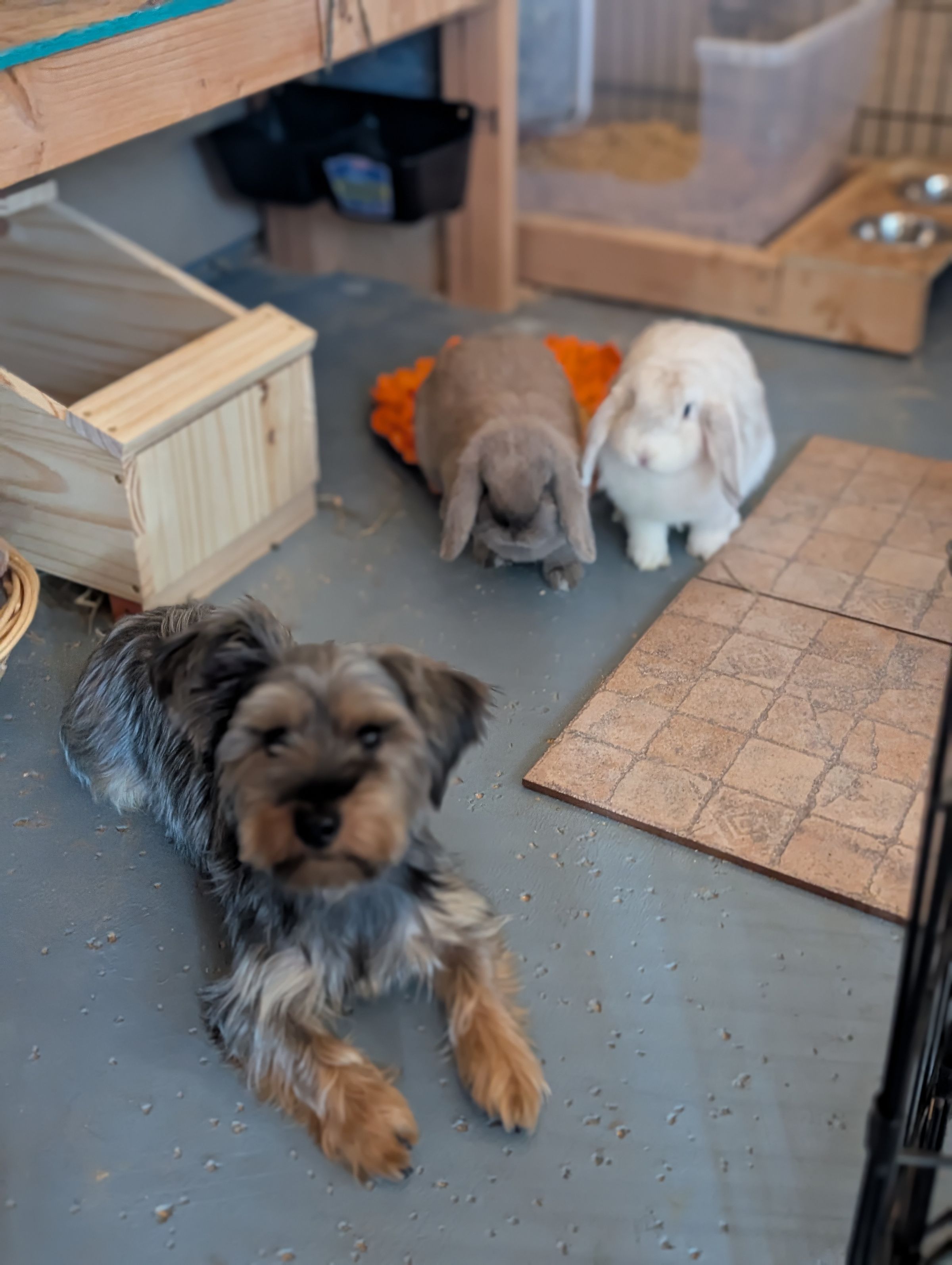 Holland Hoppers's image