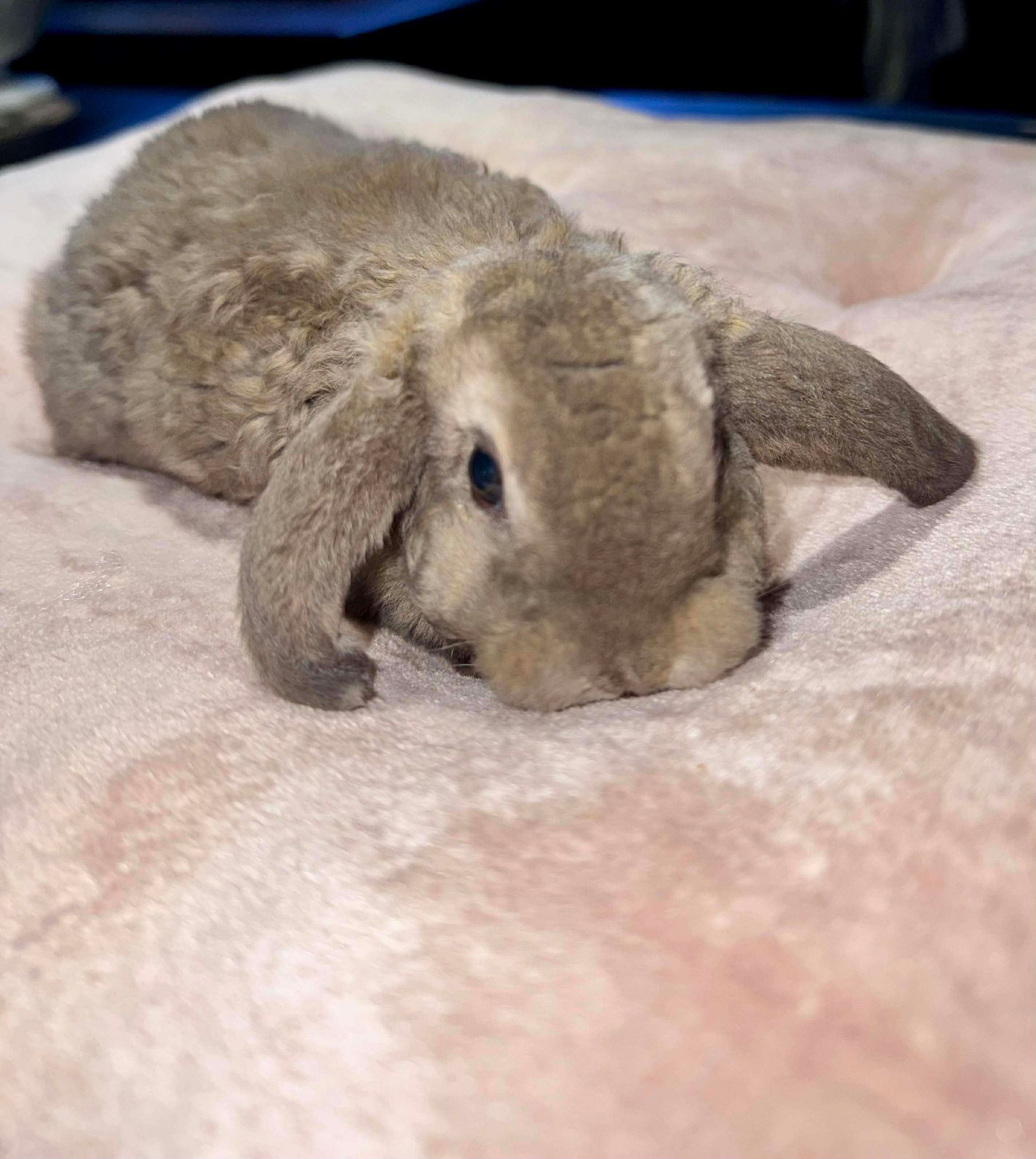 Holland Hoppers's image